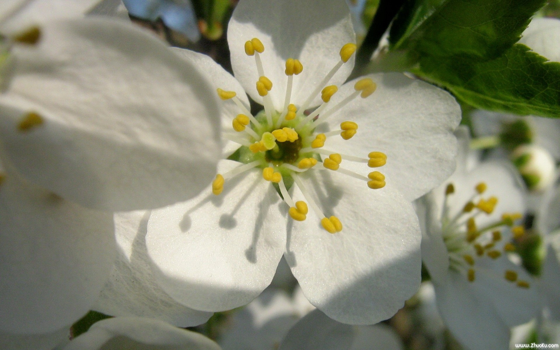 小清新,静物写真,花卉,儿童桌面专用