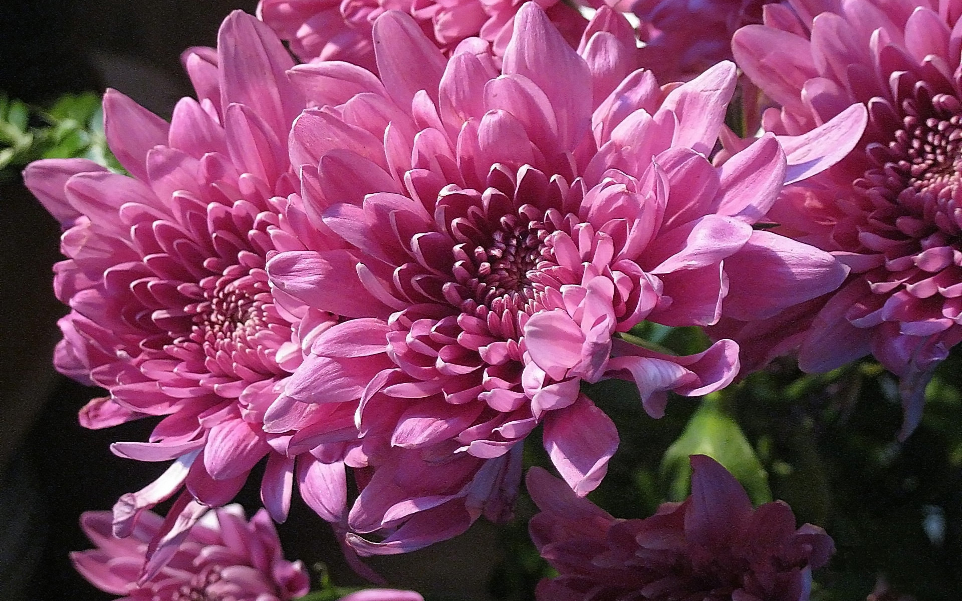 鸟语花香,花卉,菊花,儿童桌面专用