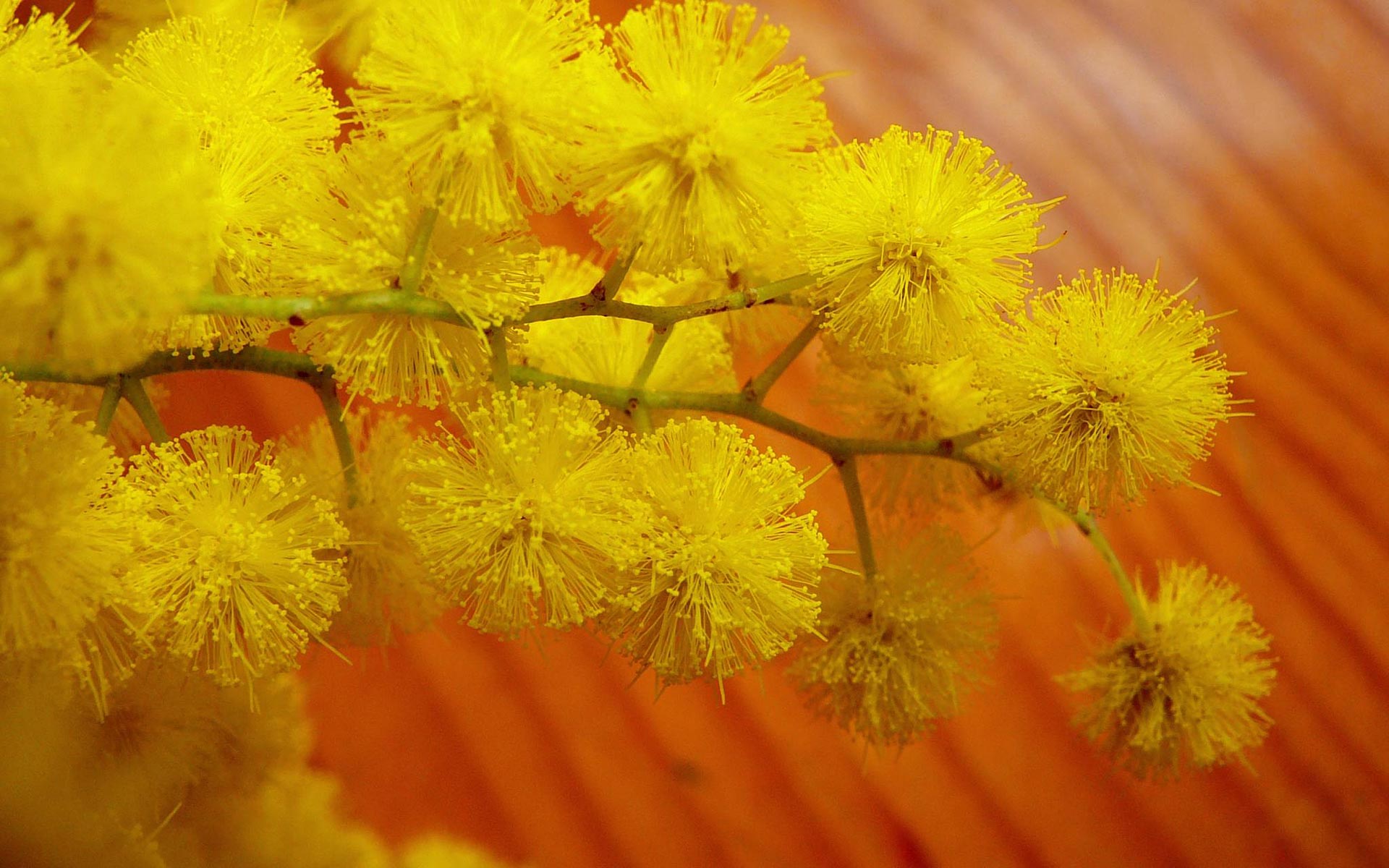 花卉,含羞草,鸟语花香,儿童桌面专用