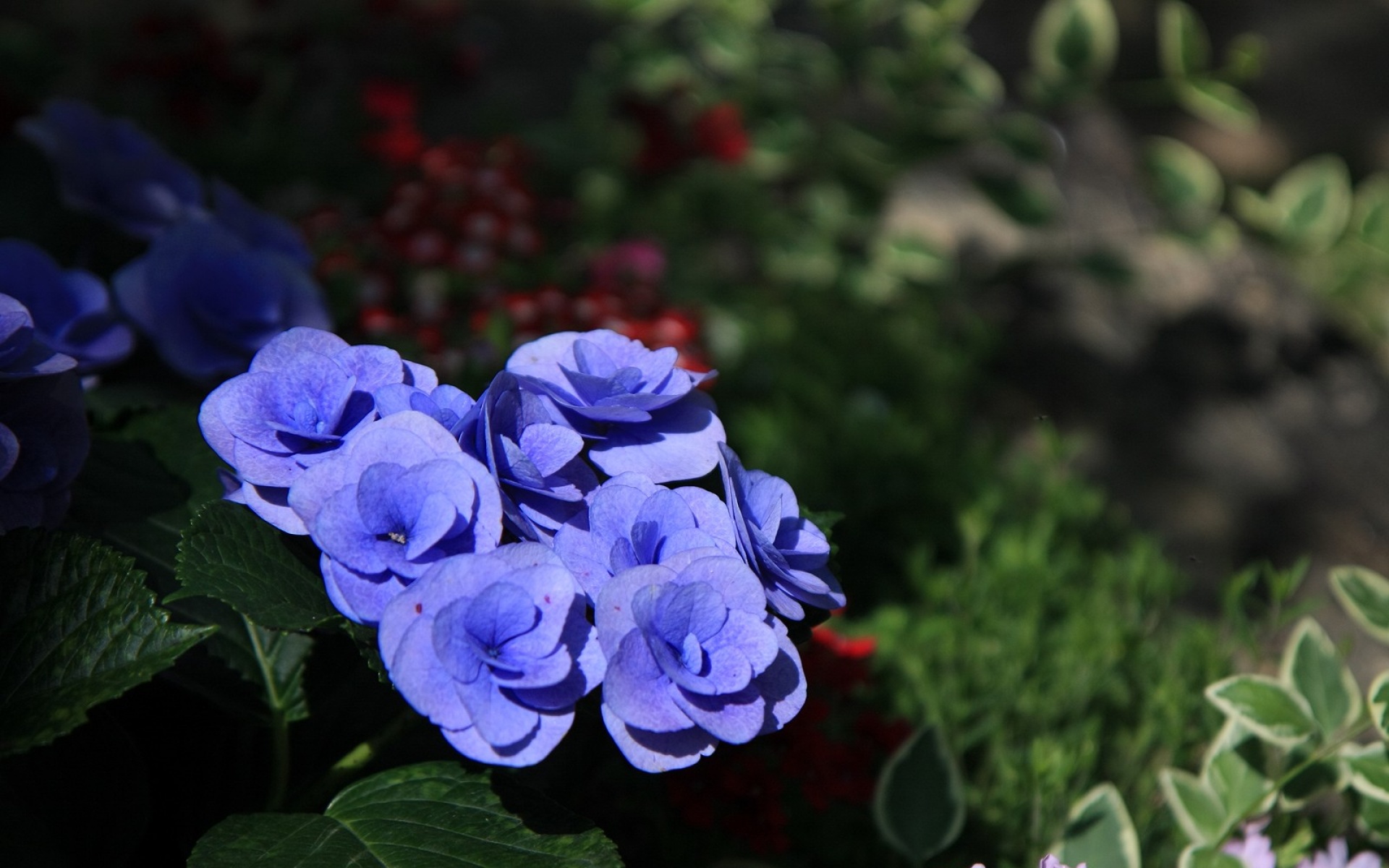 小清新,鸟语花香,花卉,儿童桌面专用