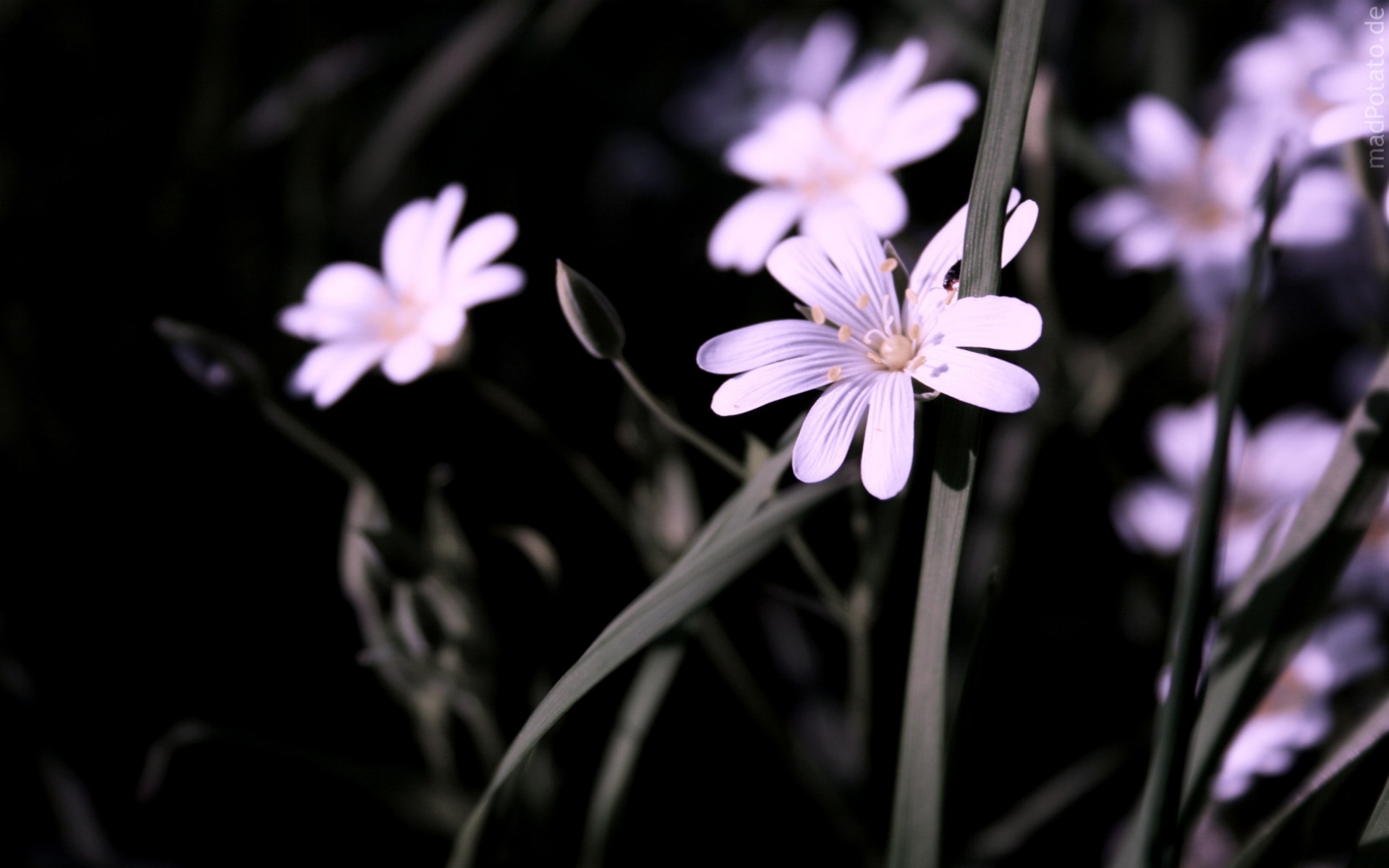 小清新,清新淡雅,花卉,儿童桌面专用