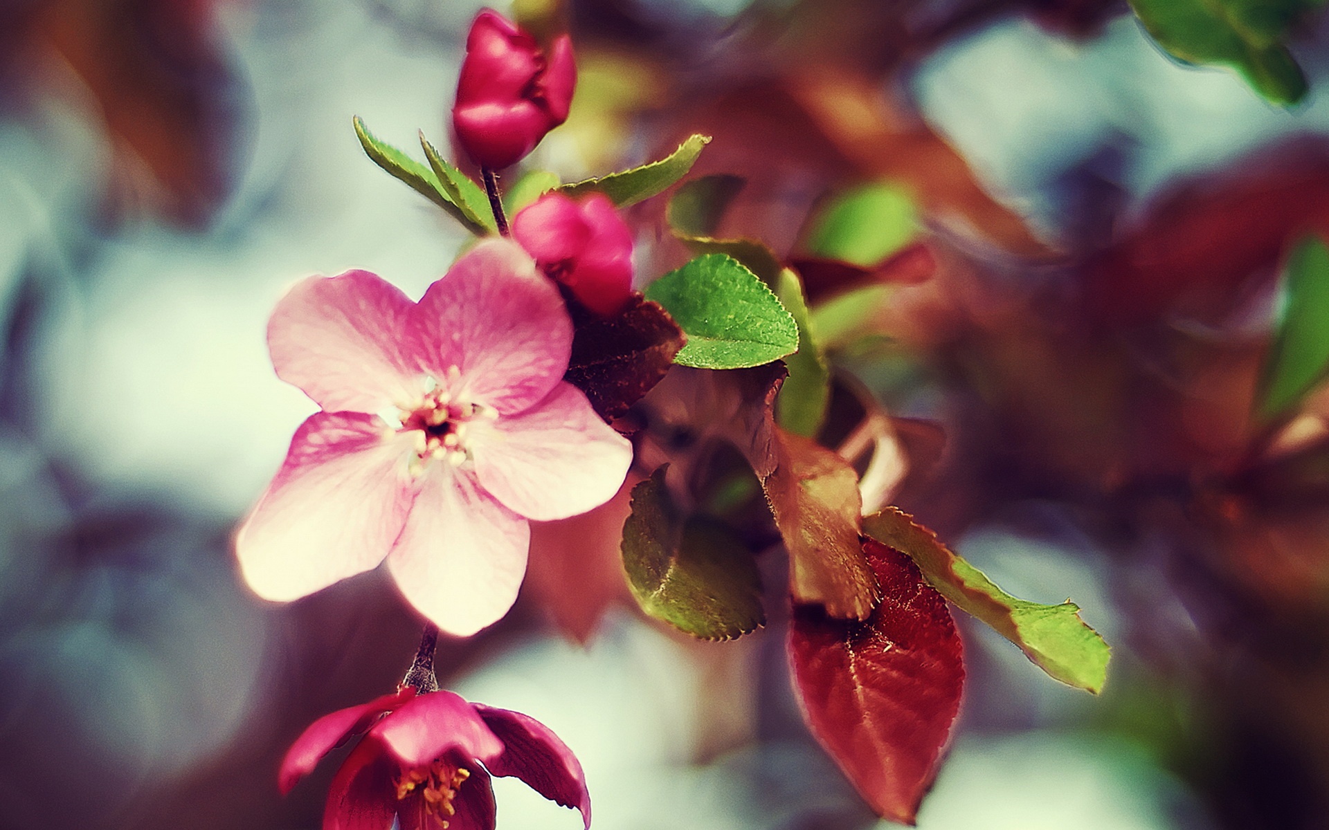 小清新,鸟语花香,花卉,儿童桌面专用