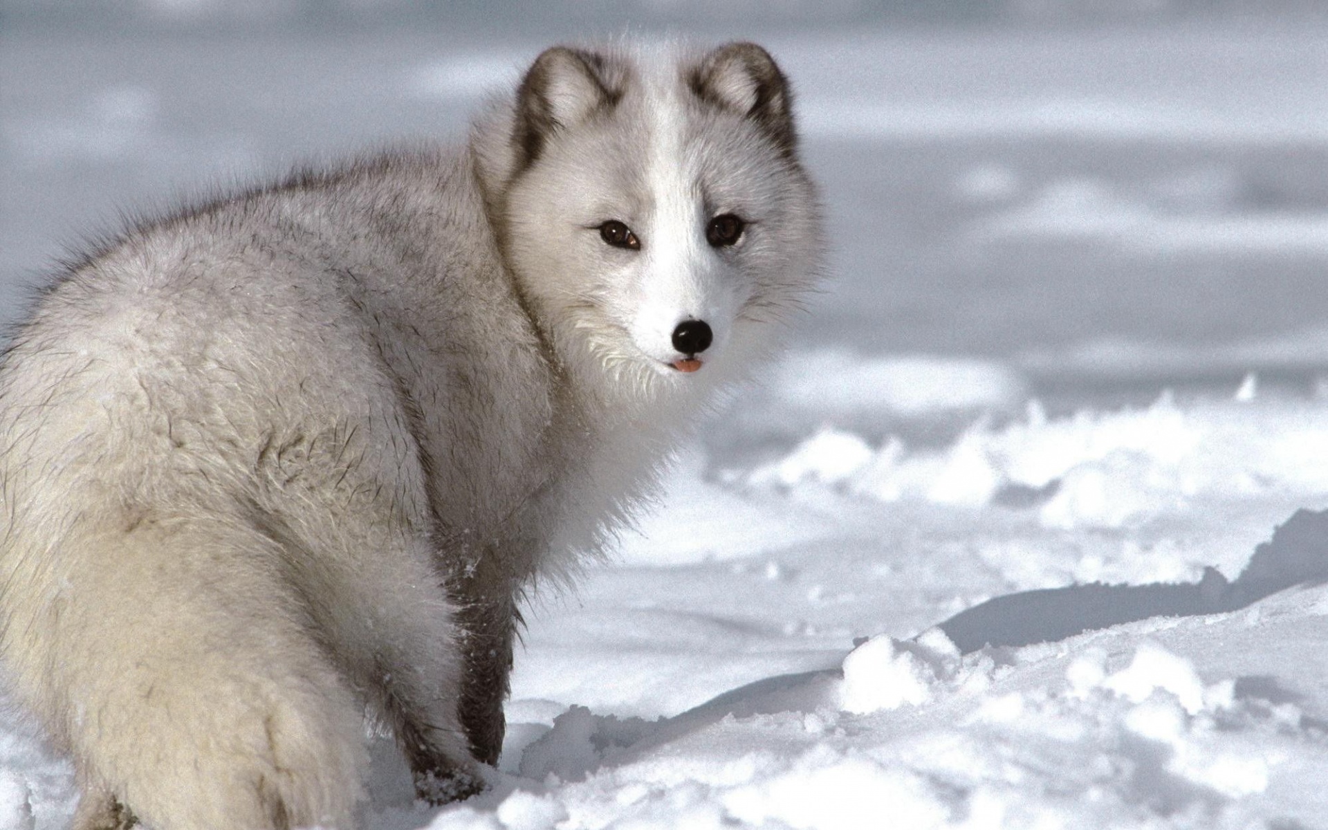 极地物种,儿童桌面专用