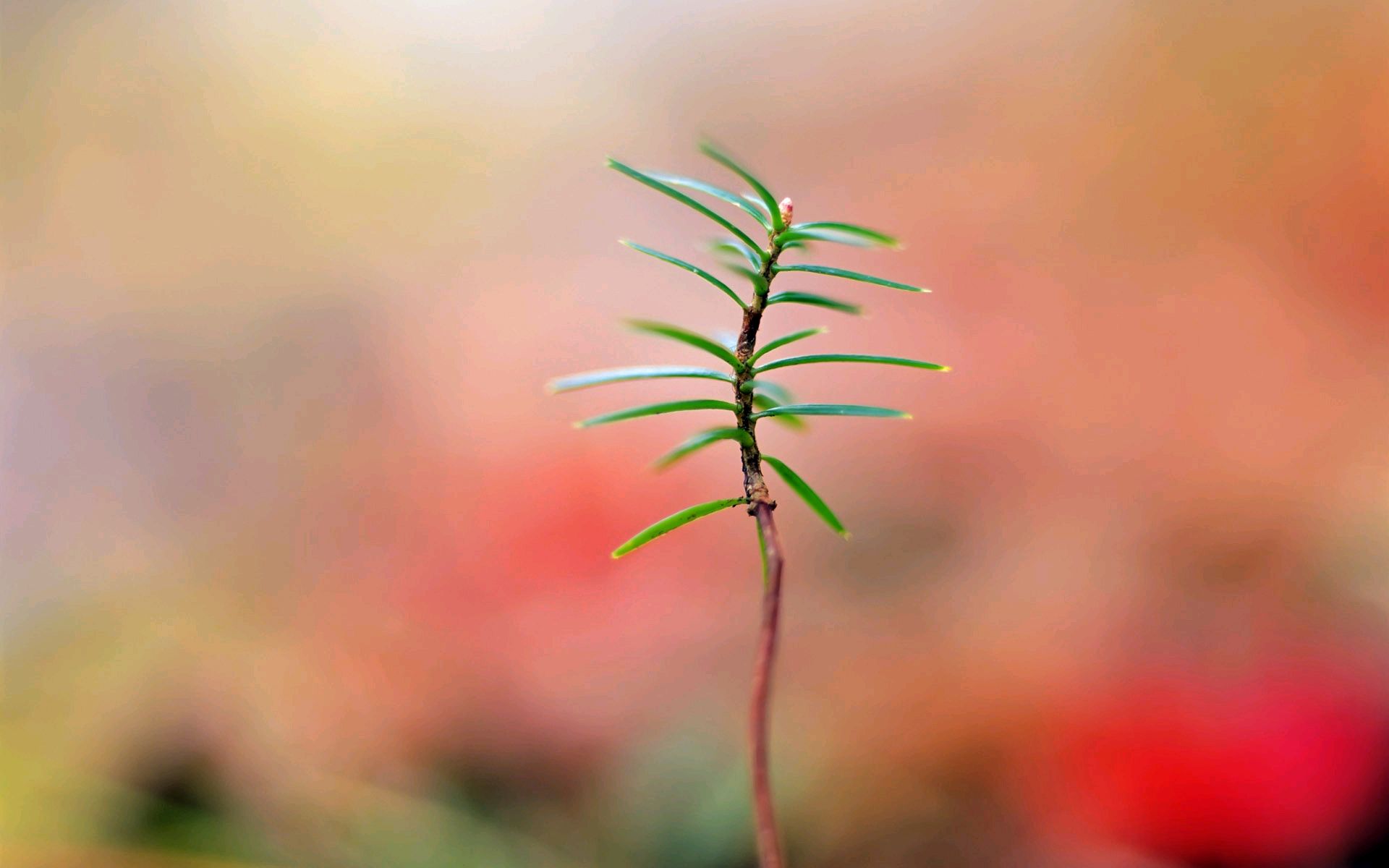 绿叶,新芽,嫩芽,清新淡雅,儿童桌面专用