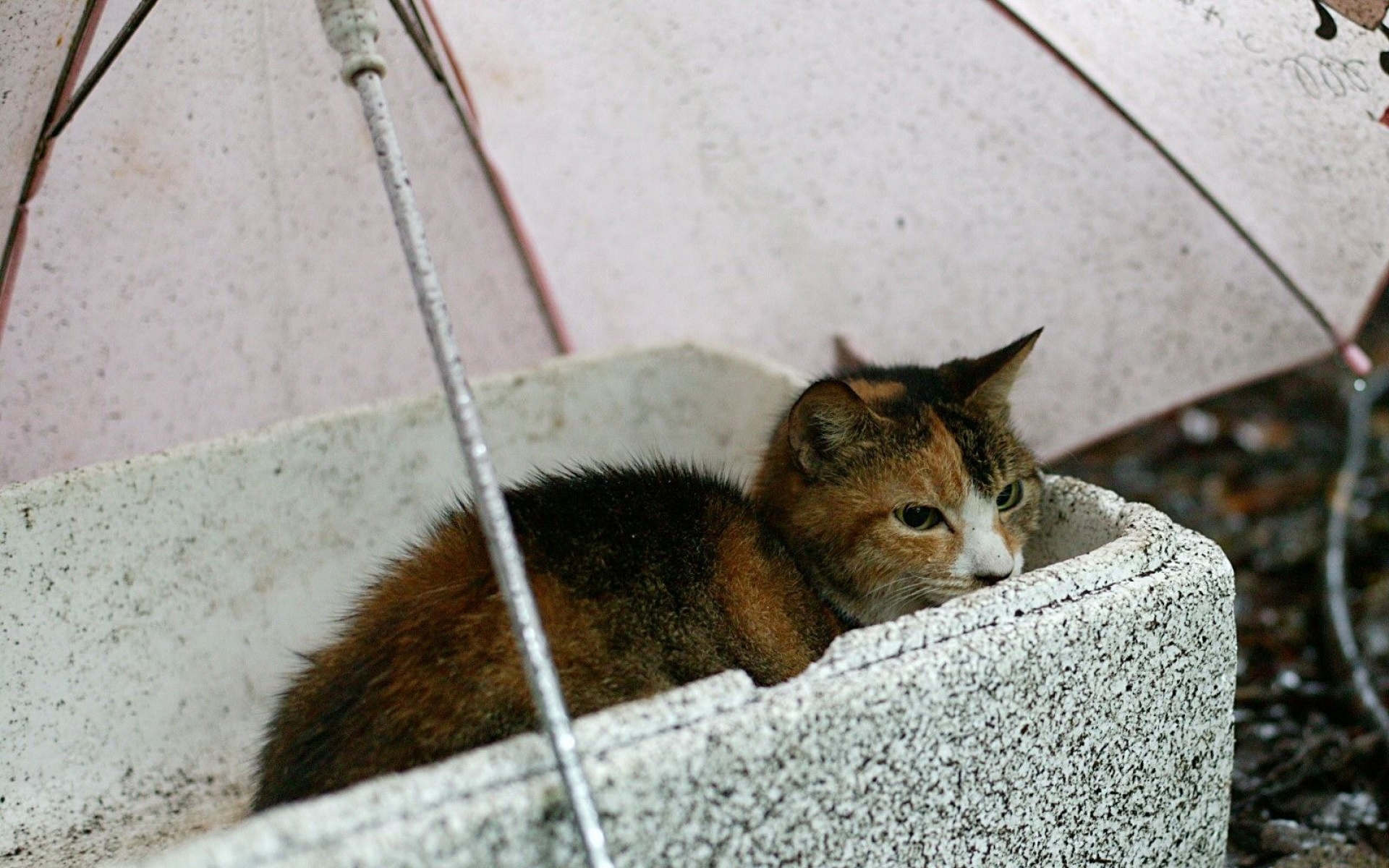 街角,小猫咪,摄影,高清,猫,动物,2012Y十月31D,儿童桌面专用