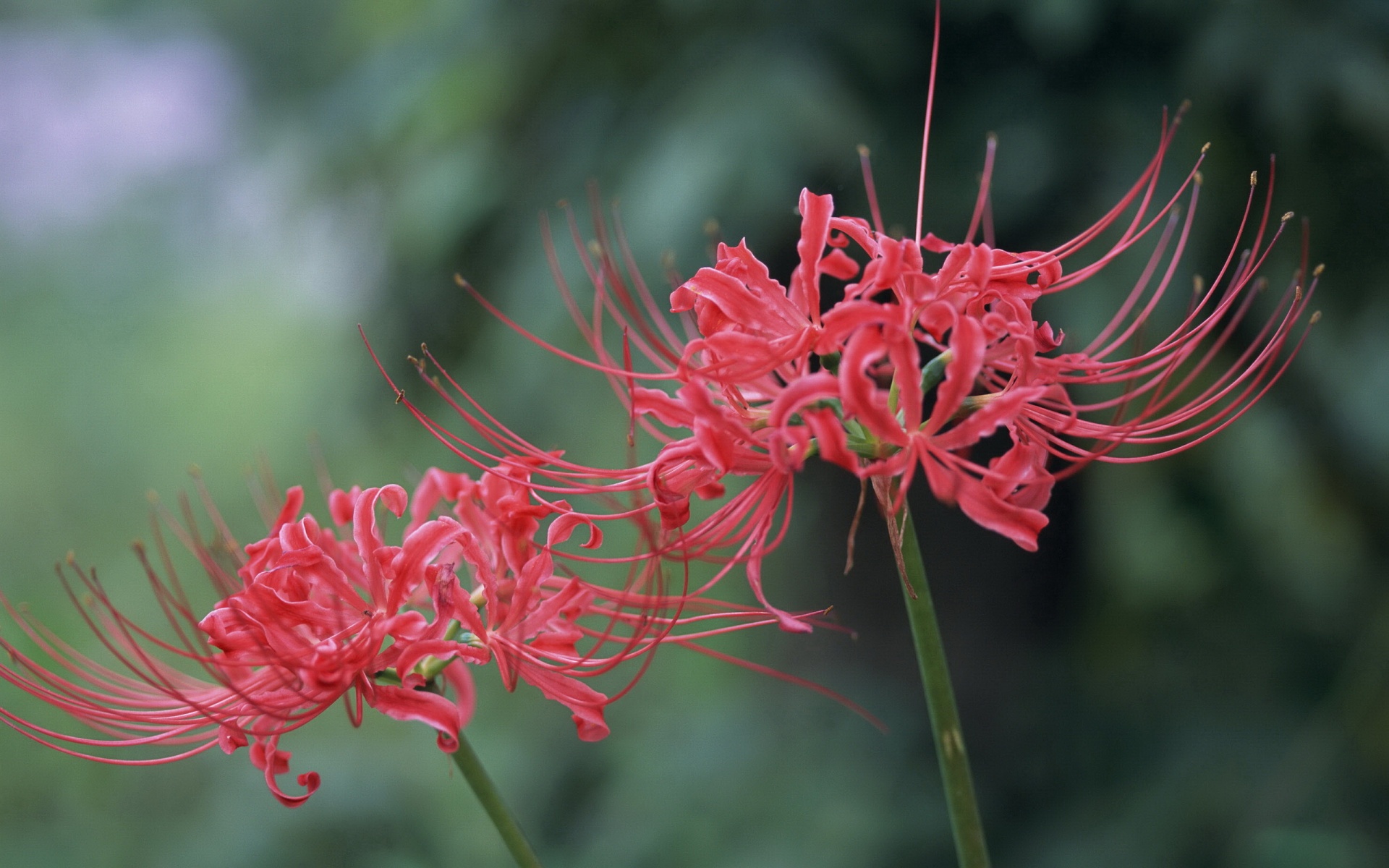 小清新,鸟语花香,花卉,儿童桌面专用