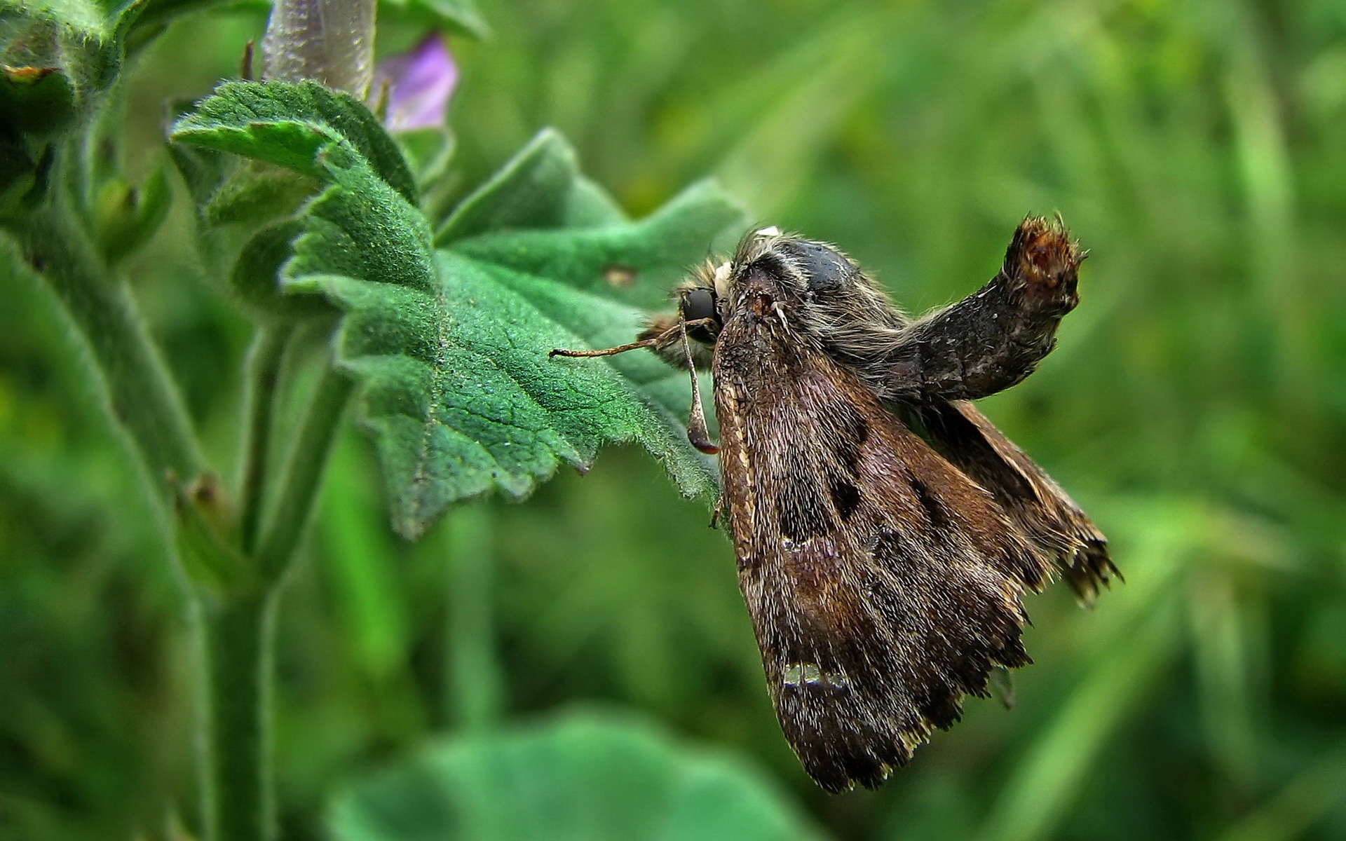 高清,动物,2012Y十一月09D,儿童桌面专用