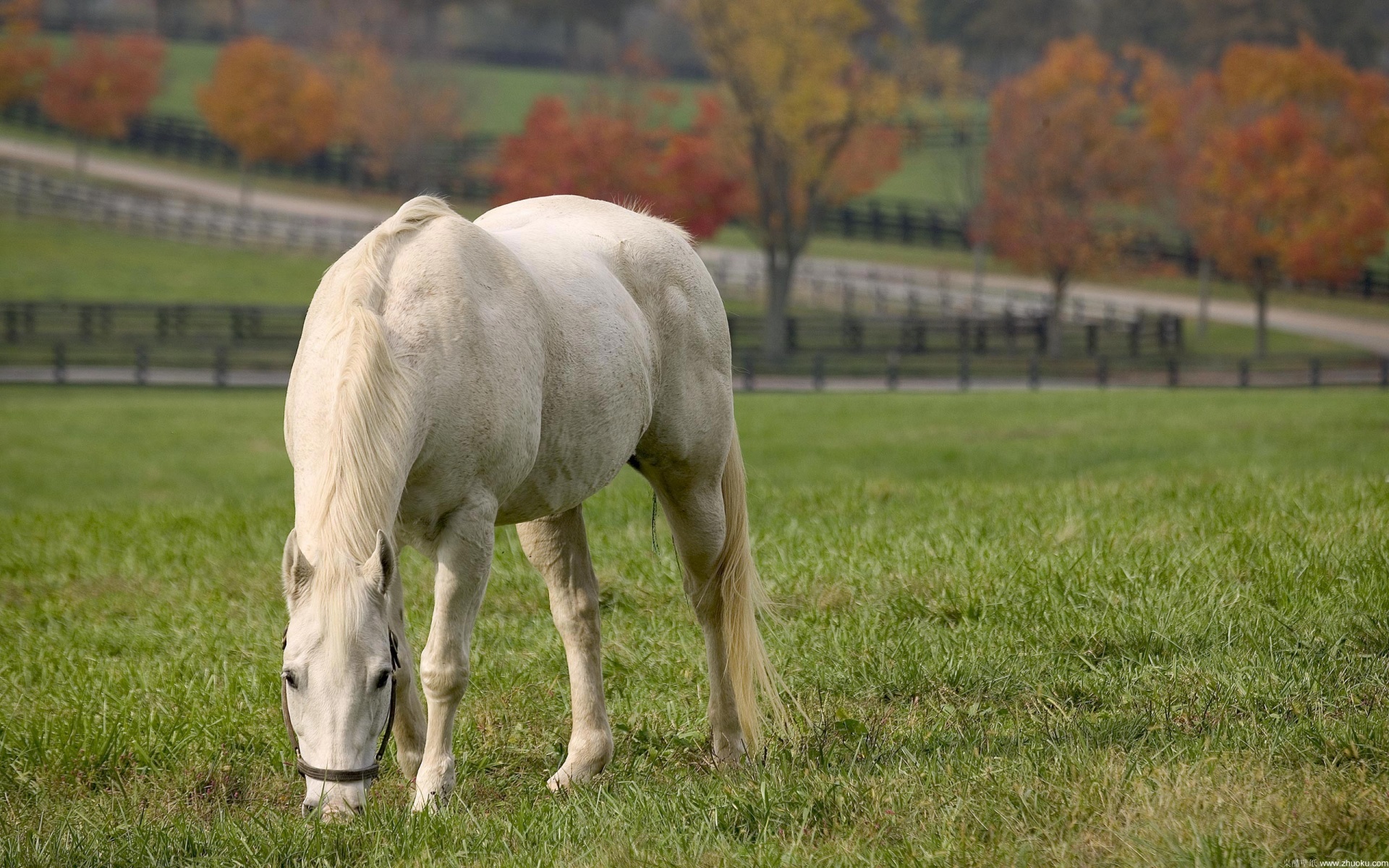 野生动物,马,儿童桌面专用