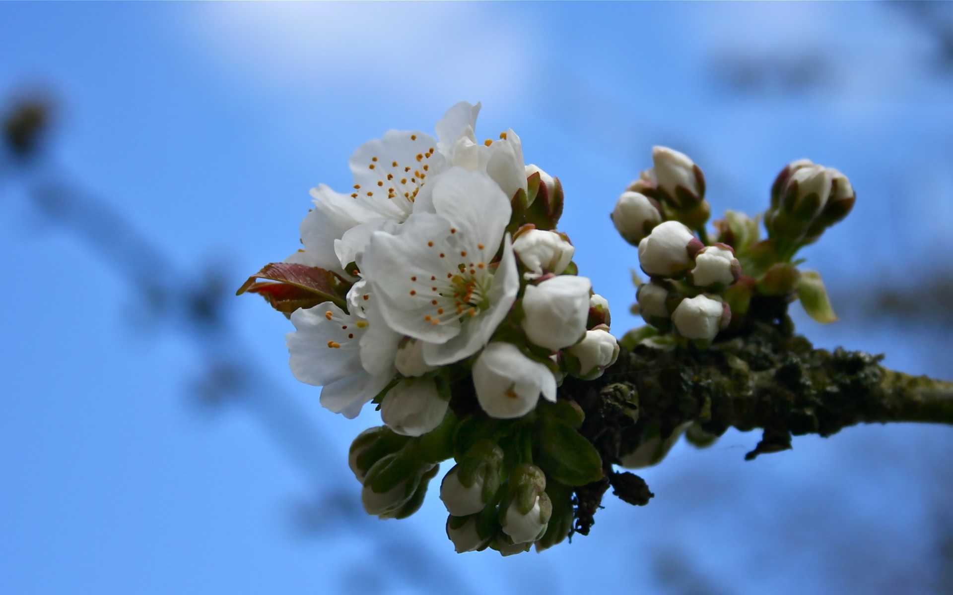 小清新,静物写真,植物,花朵,儿童桌面专用
