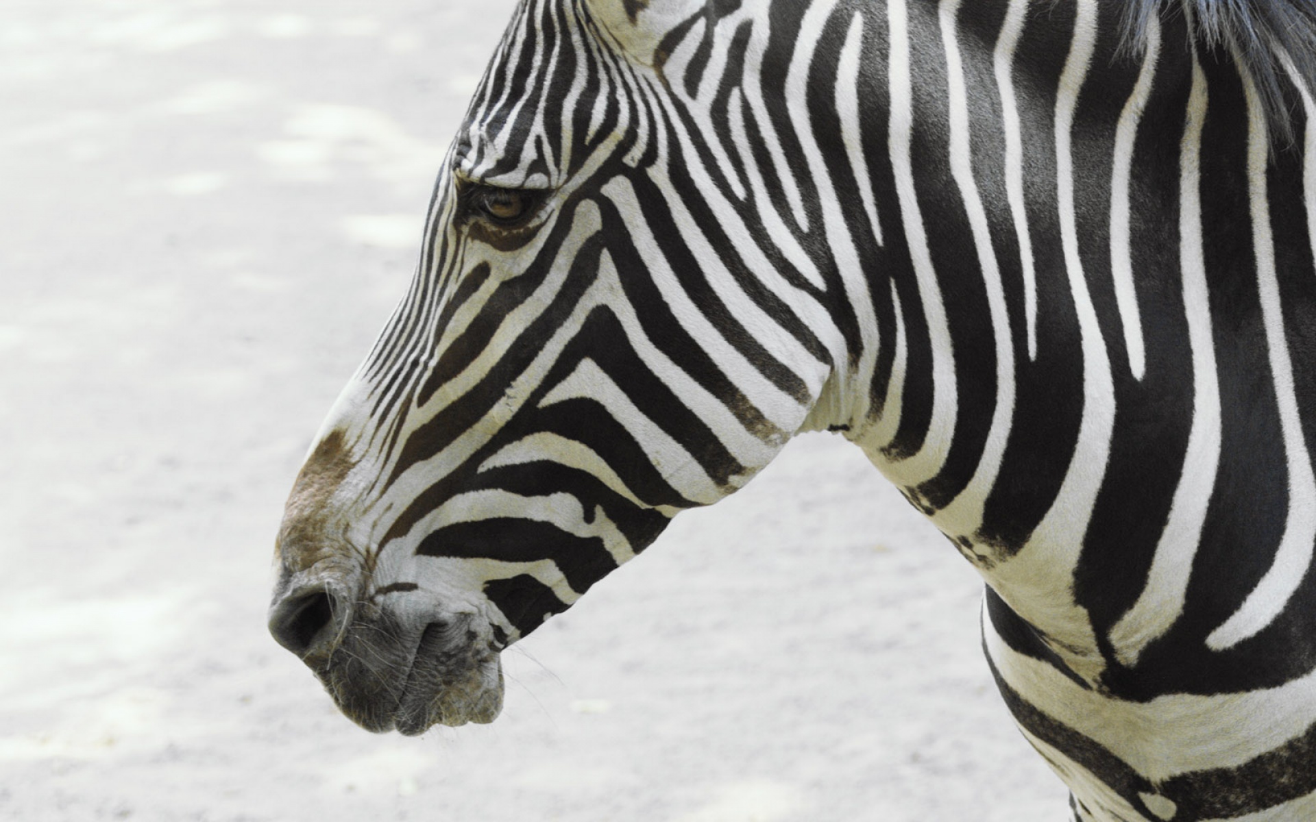 动物,合集,2012Y十一月12D,斑马,儿童桌面专用