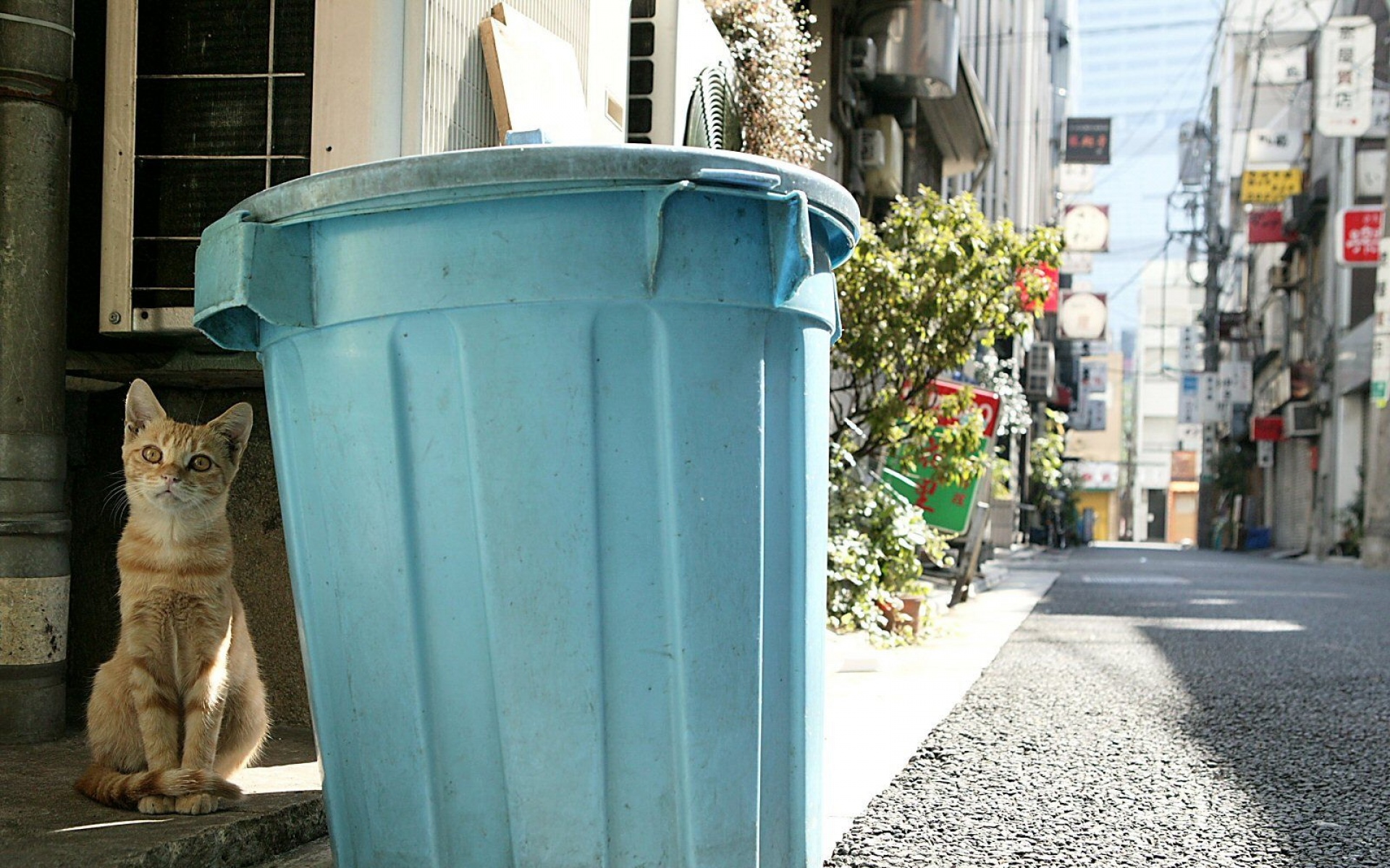 街角,小猫咪,摄影,高清,猫,动物,2012Y十月31D,儿童桌面专用