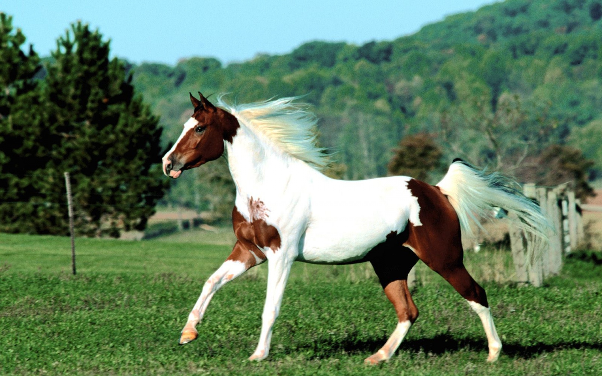 骏马,马,动物,宽屏,2012Y十月31D,儿童桌面专用