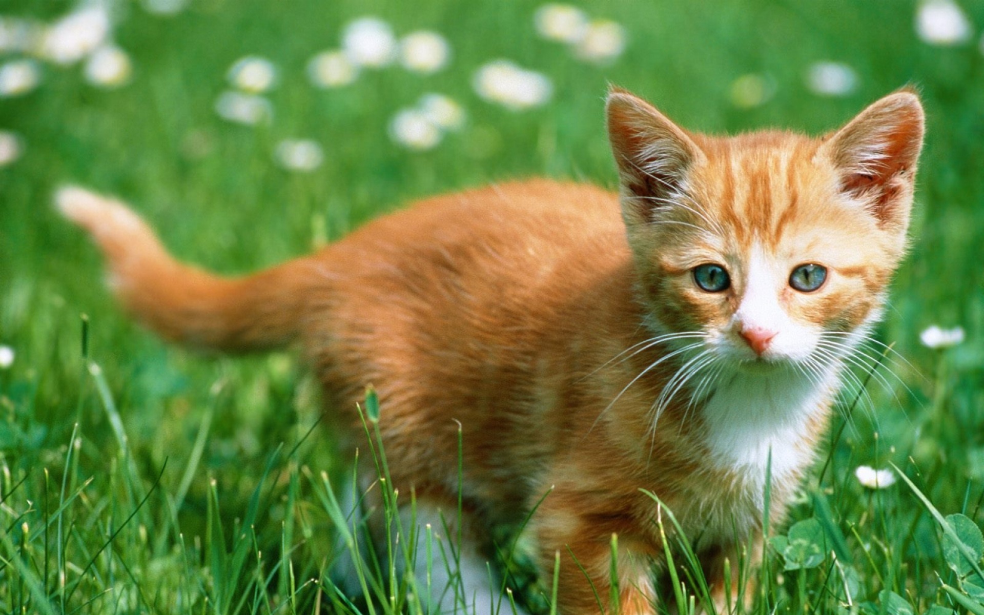 高清,动物,2012Y十一月11D,儿童桌面专用