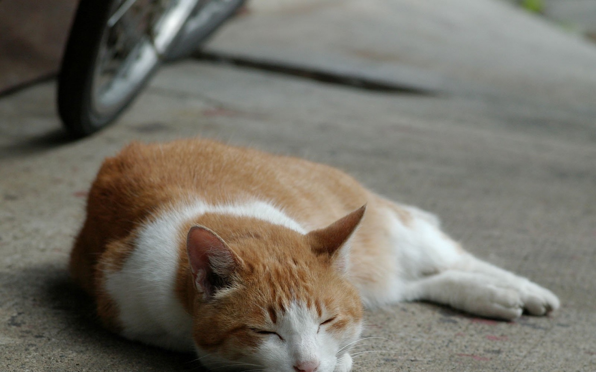 街角,小猫咪,摄影,高清,猫,动物,2012Y十月31D,儿童桌面专用