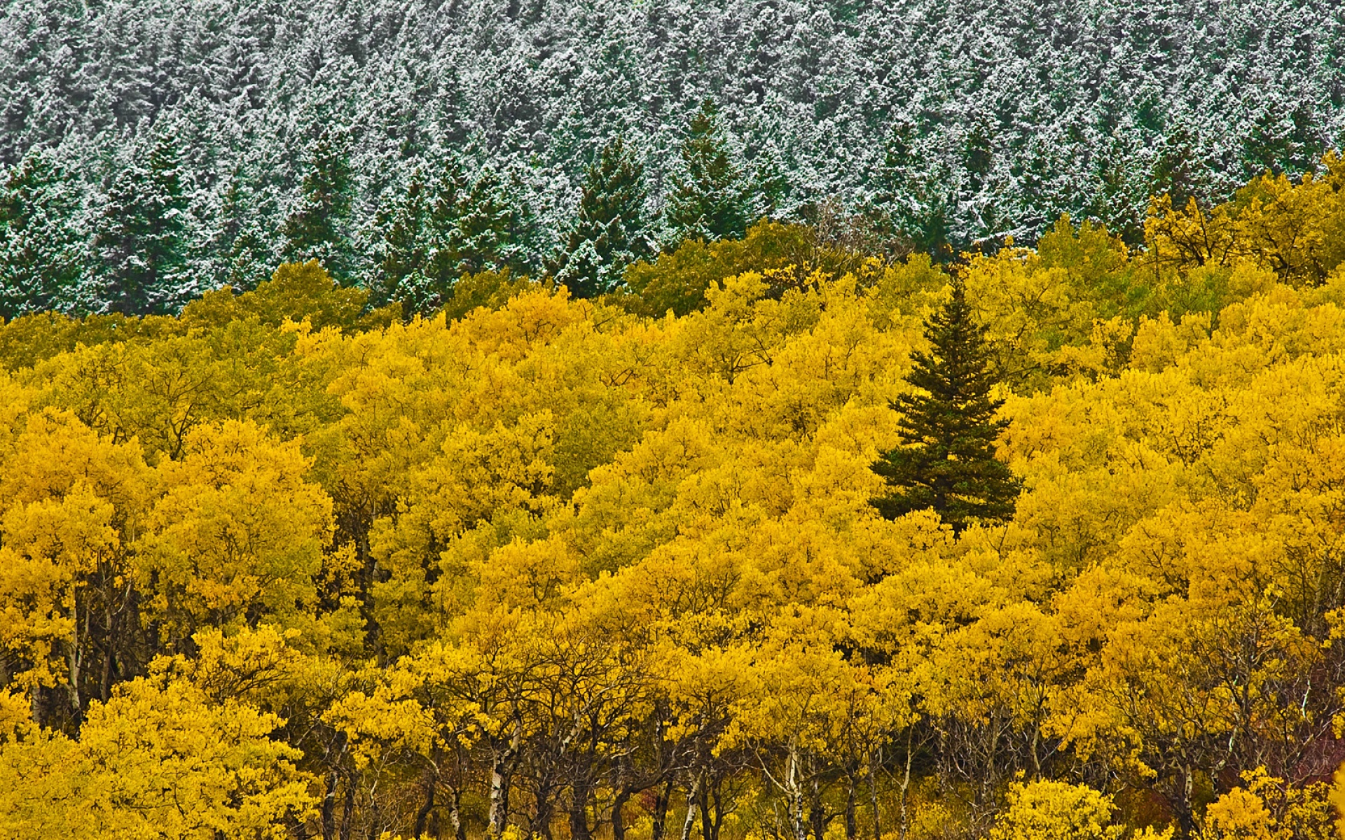 Webshots,2010年,十一月,精美,风光,动物,摄影,2012Y十月31D,儿童桌面专用