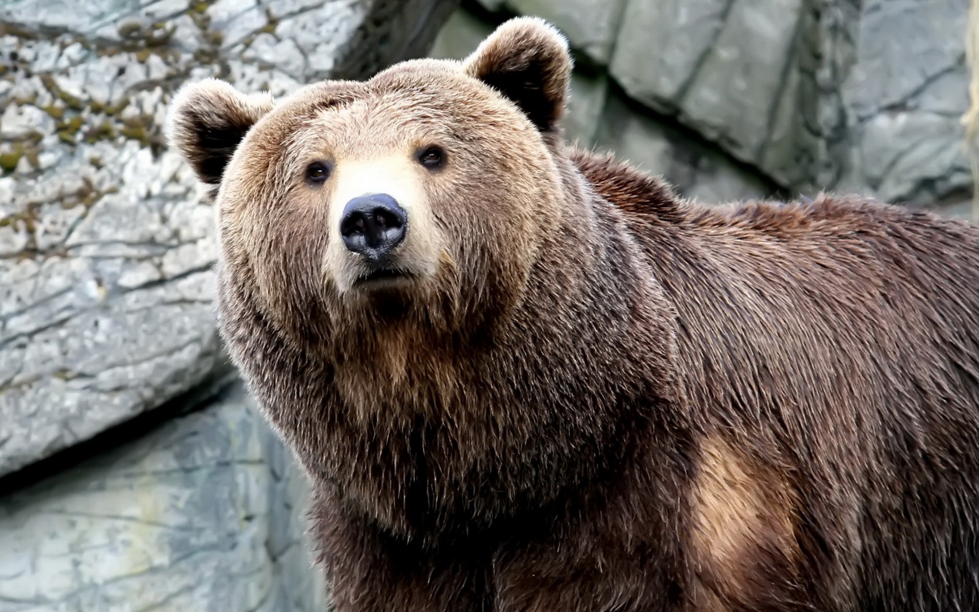 精美,动物,高清,宽屏,2012Y十一月03D,熊,儿童桌面专用