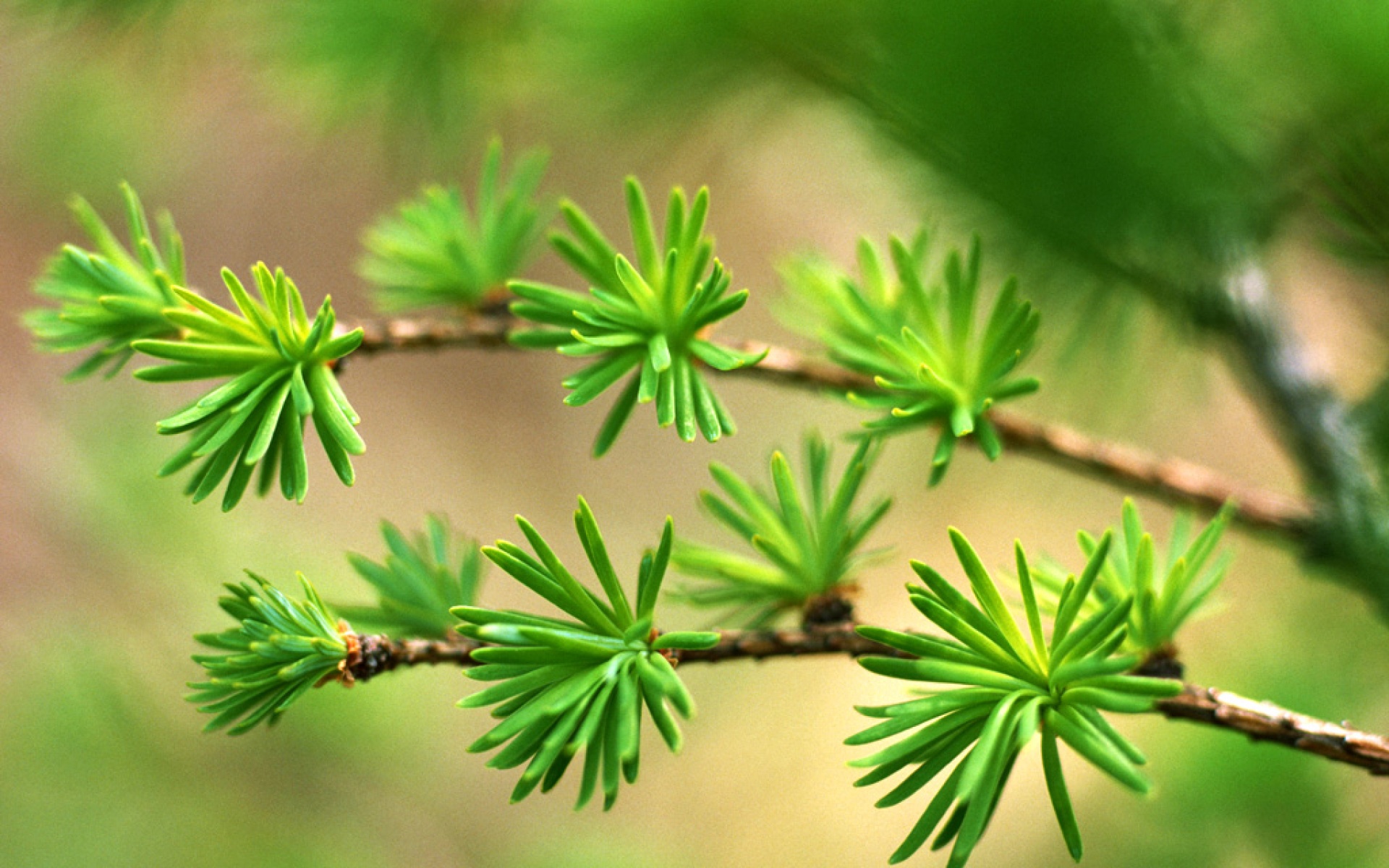 小清新,护眼壁纸,绿色,儿童桌面专用