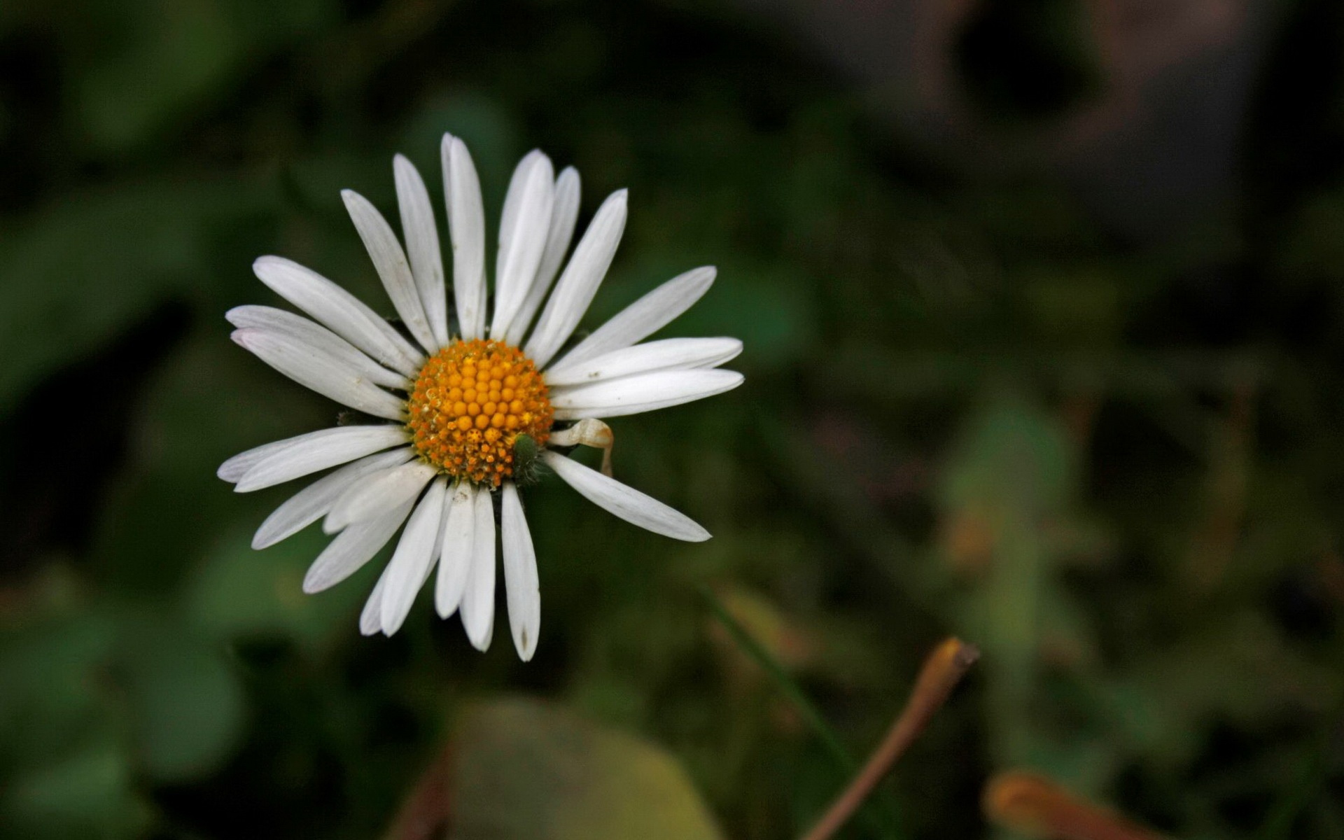 小清新,清新淡雅,植物,花,儿童桌面专用