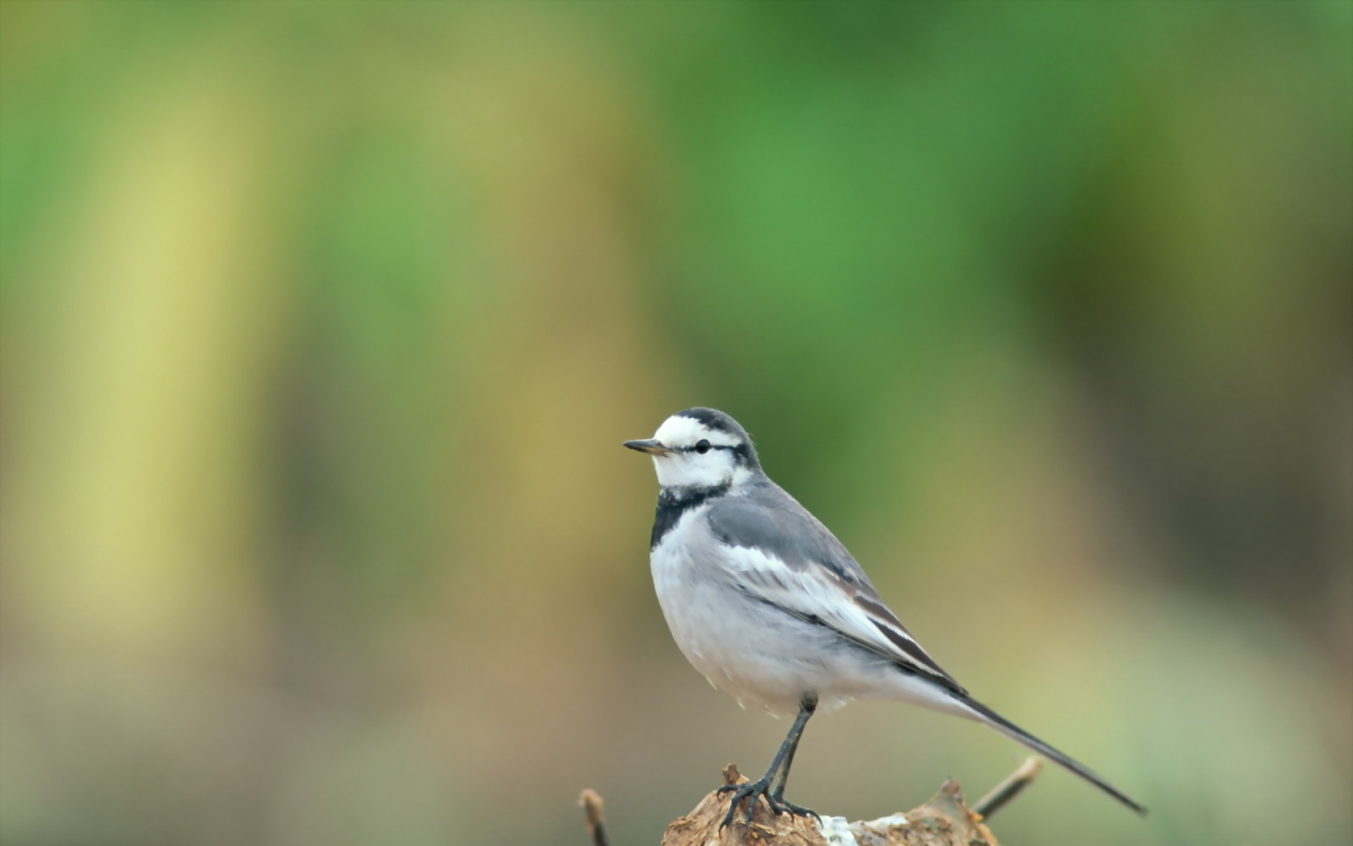 高清,鸟,动物,摄影,2012Y十一月03D,儿童桌面专用