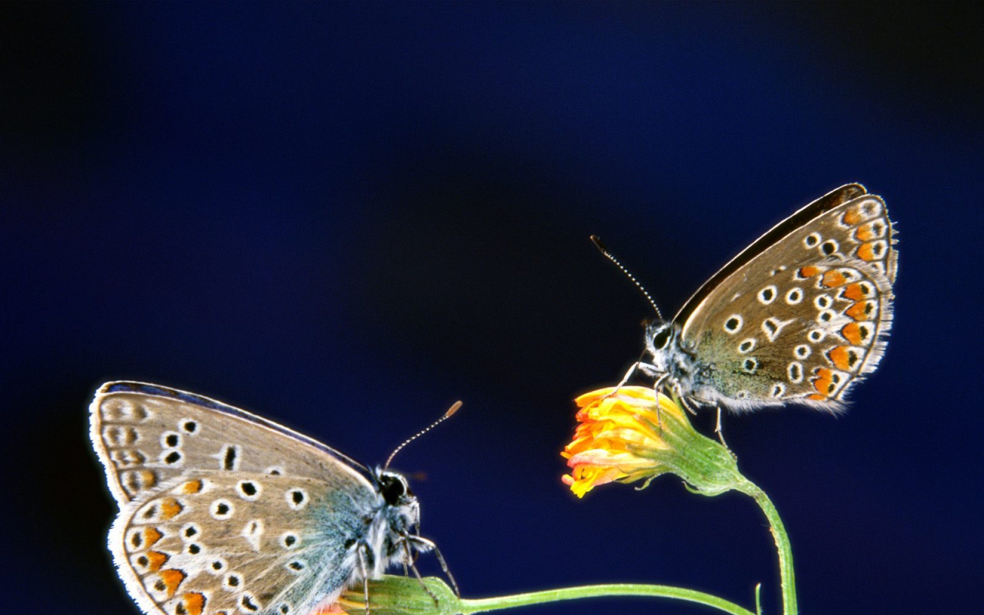 萌宠动物,野生动物,儿童桌面专用