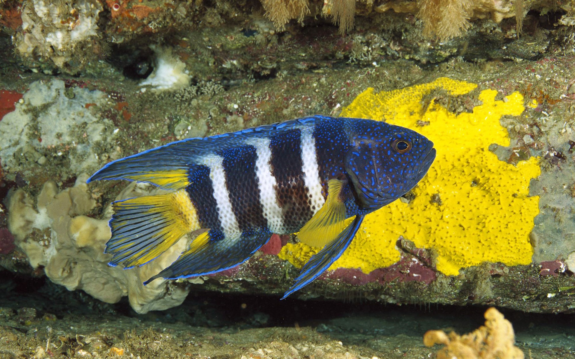 萌宠,鱼,海底世界,儿童桌面专用