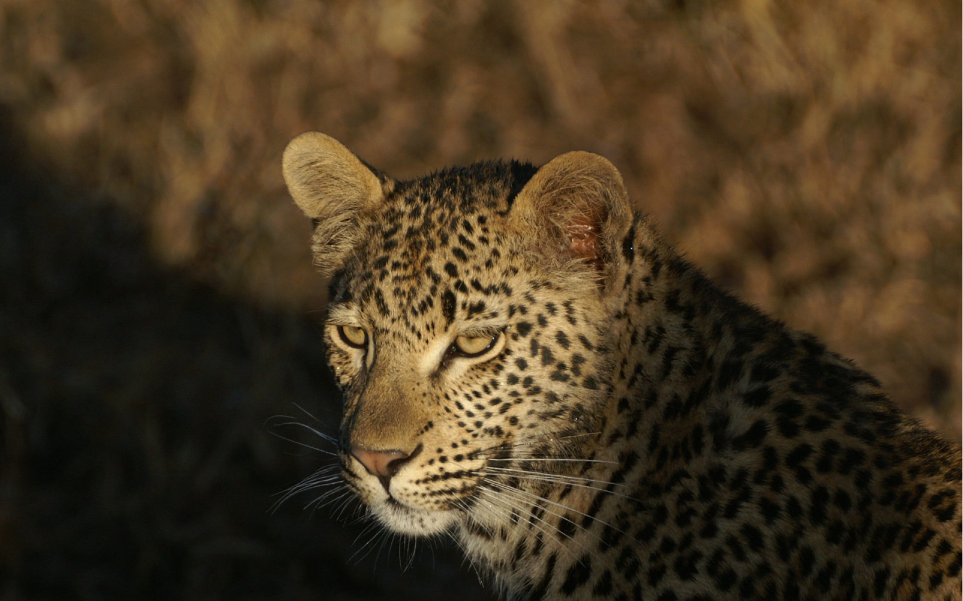 世界地理,动物,高清,2012Y十一月03D,儿童桌面专用