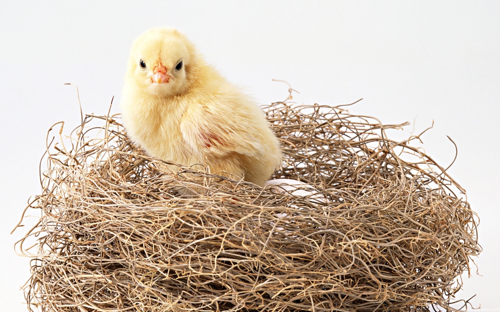 卖萌图,小鸡,儿童桌面专用