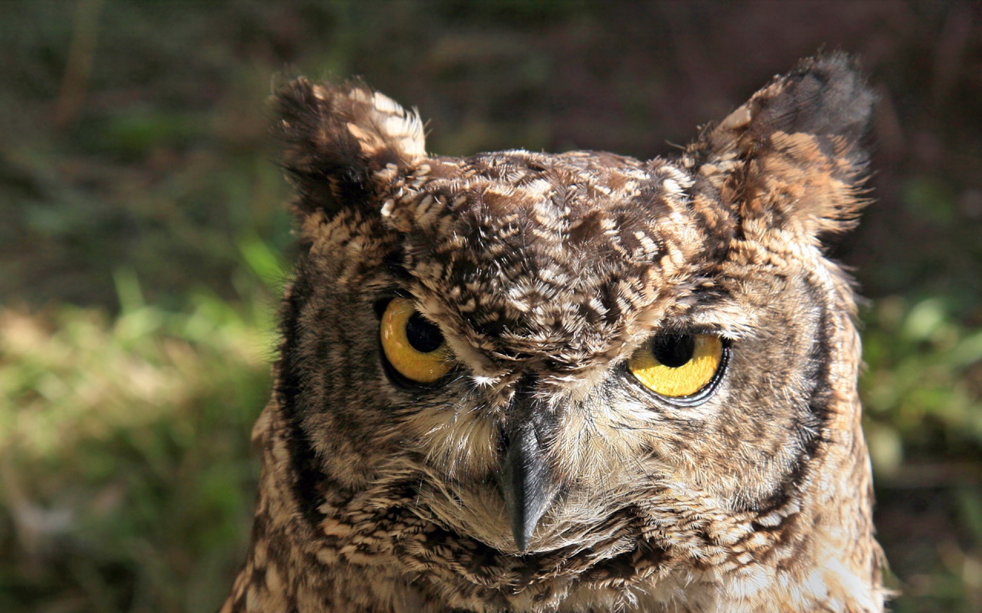 高清,动物,2012Y十一月05D,儿童桌面专用
