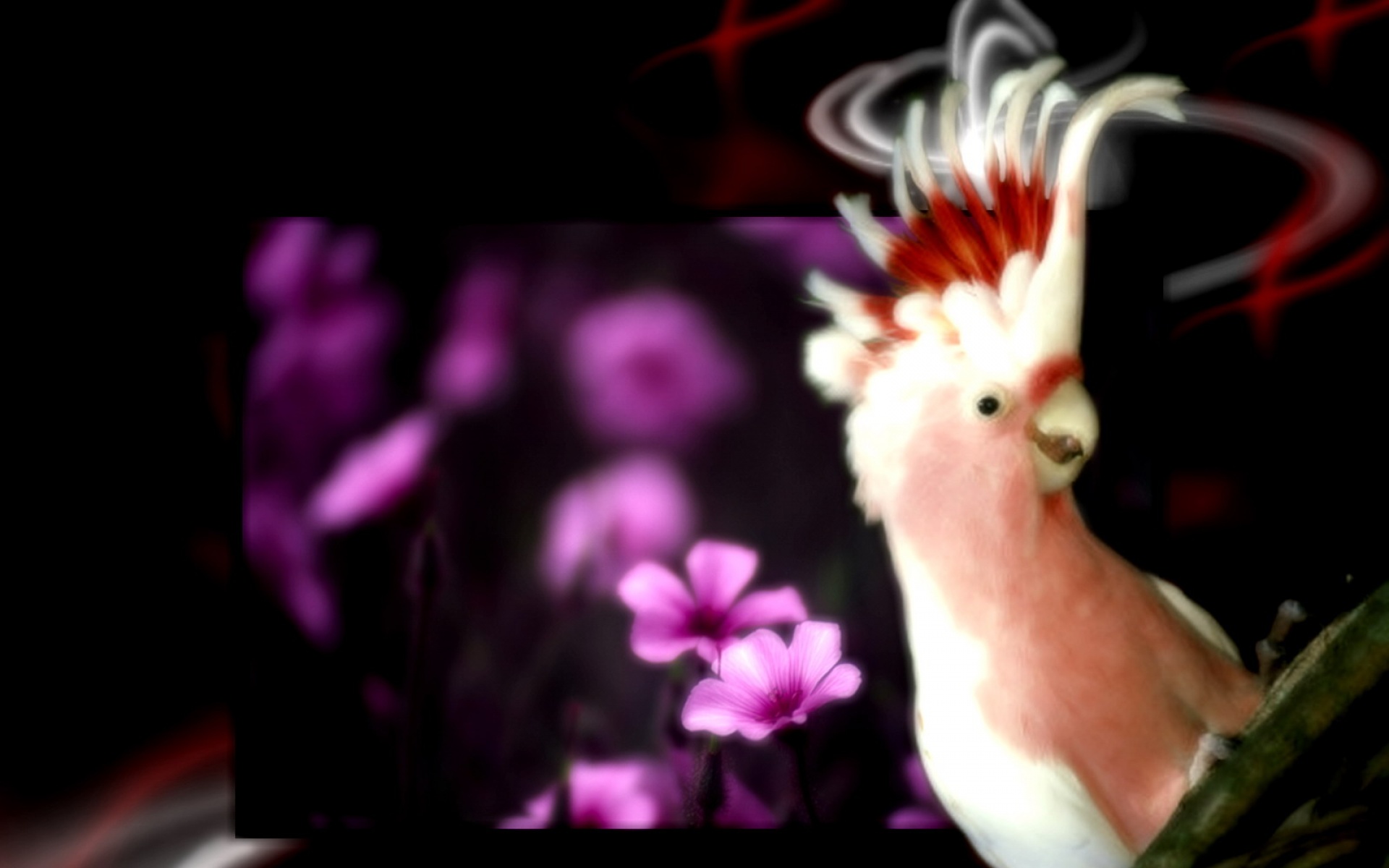 高清,动物,2012Y十一月04D,儿童桌面专用