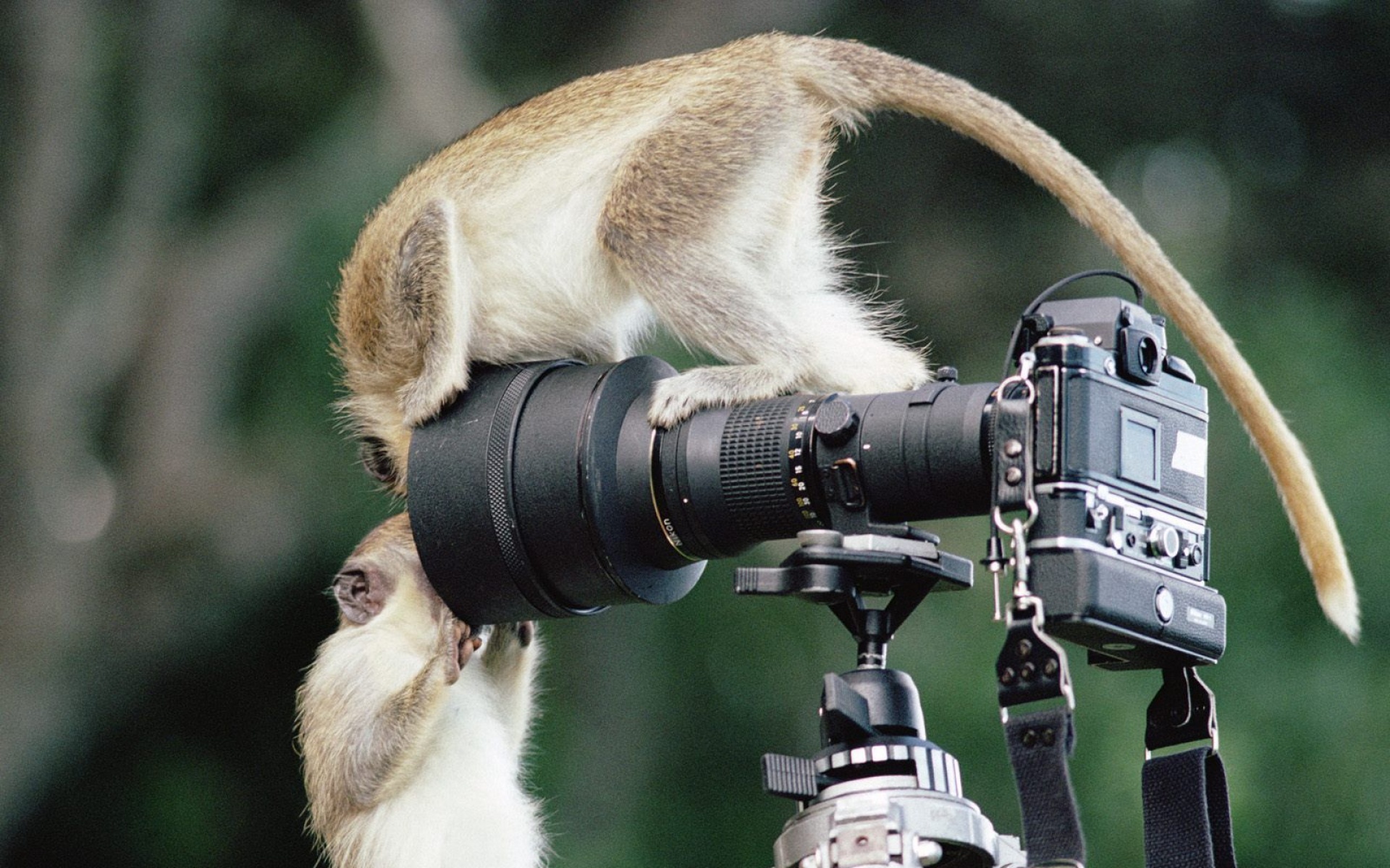 野生动物,猴子,儿童桌面专用