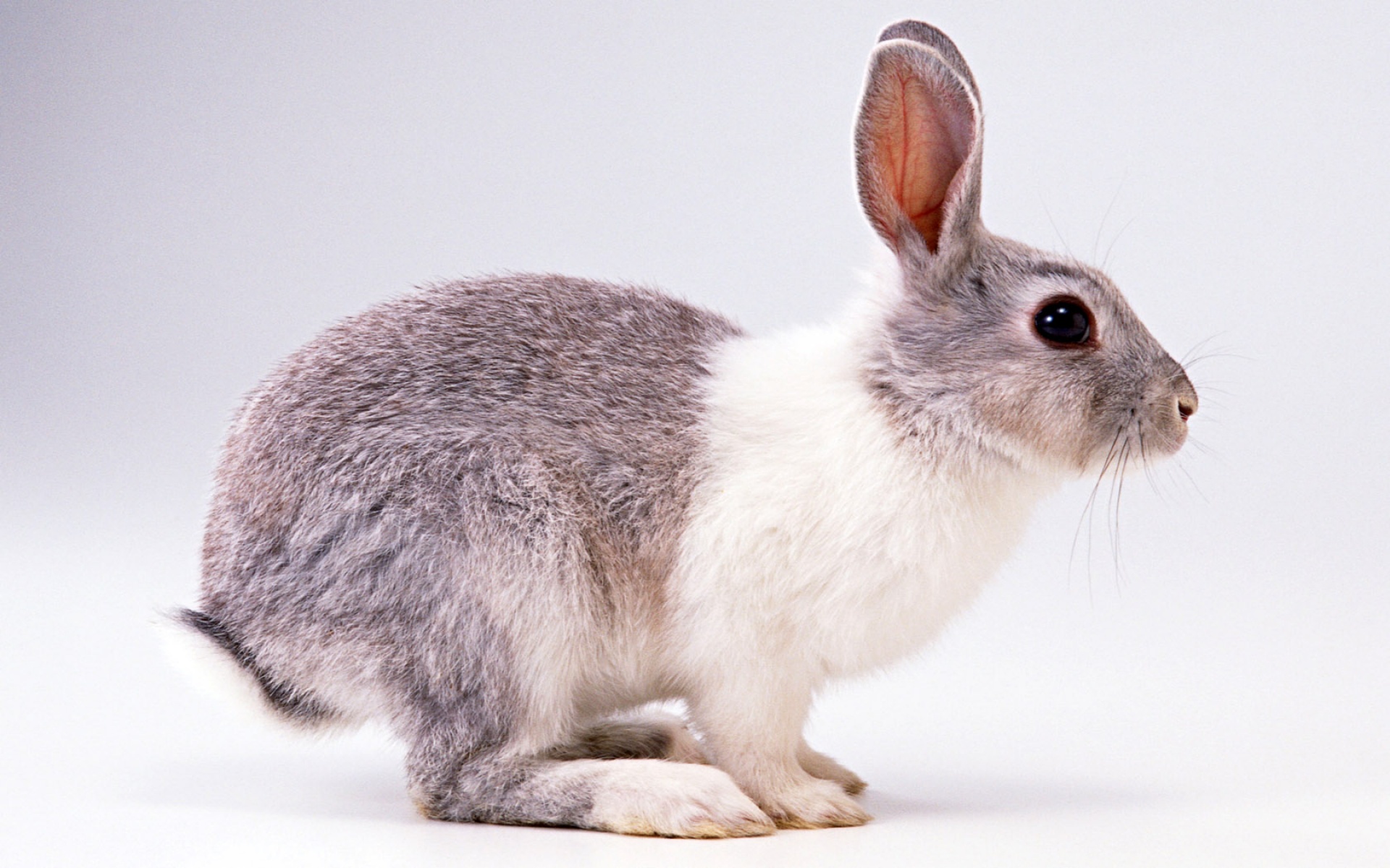 萌宠动物,卖萌图,儿童桌面专用