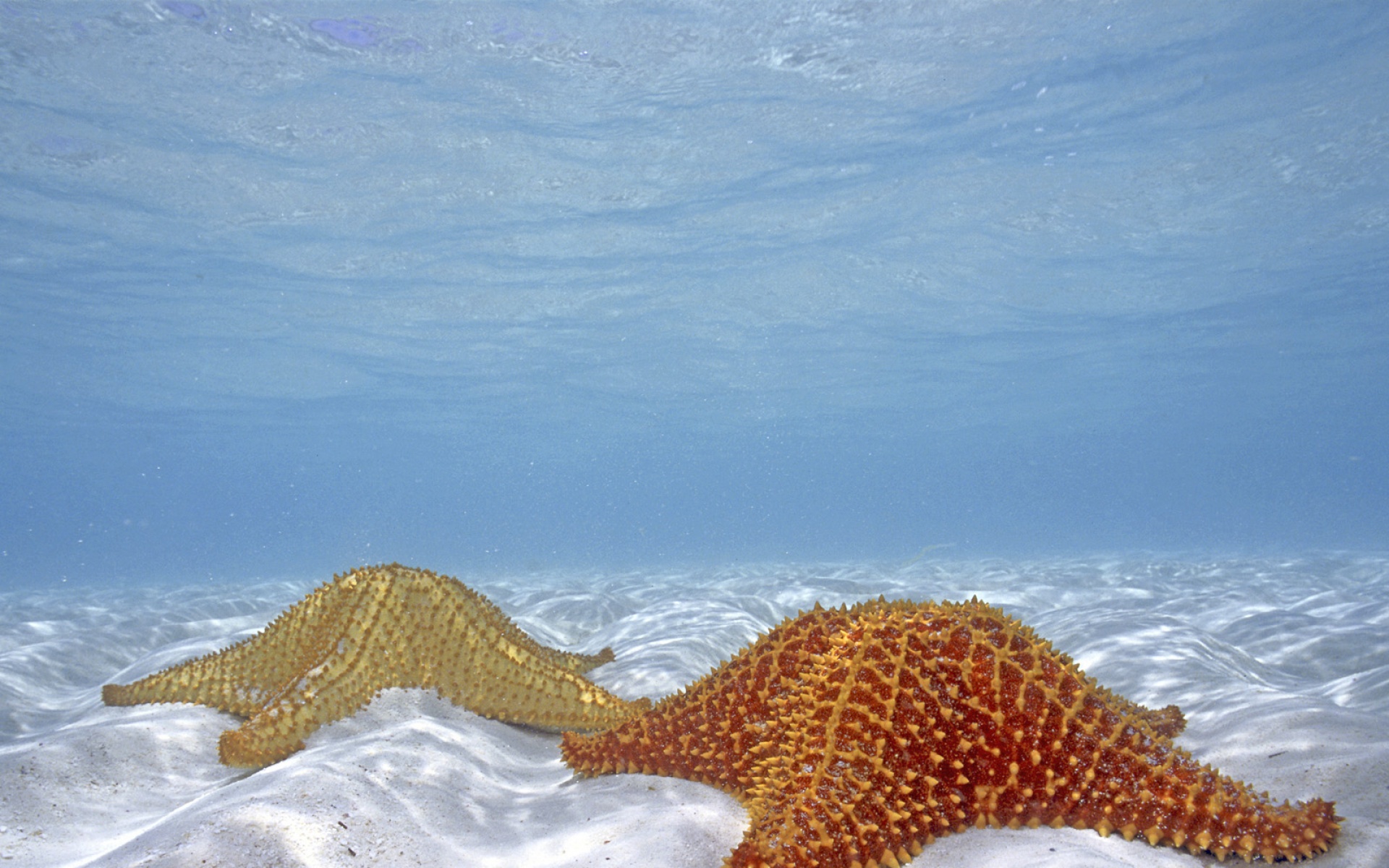 Webshots,2010年,十一月,精美,风光,动物,摄影,2012Y十月31D,儿童桌面专用