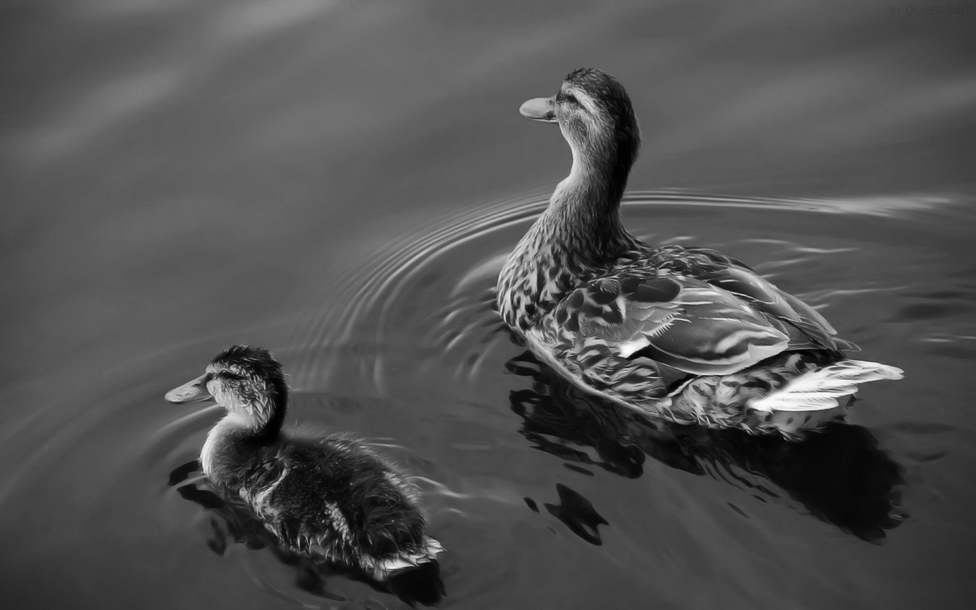 精美,动物,高清,宽屏,2012Y十一月03D,儿童桌面专用