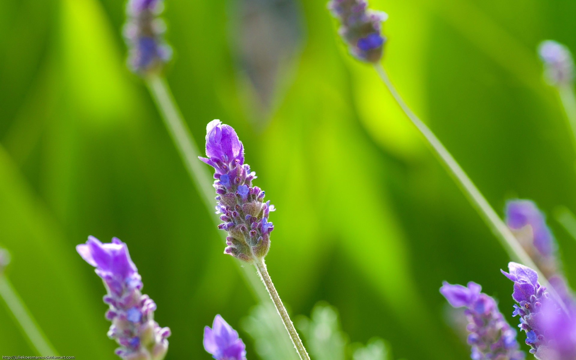 小清新,清新淡雅,植物,花朵,儿童桌面专用