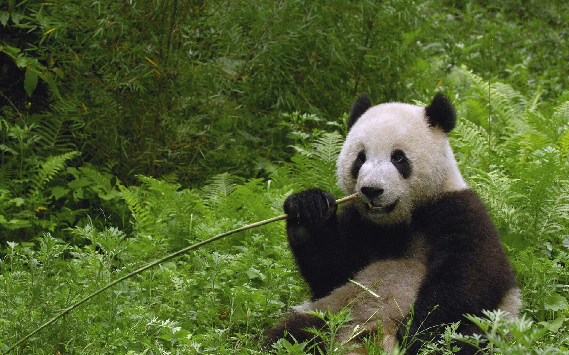 动物,合集,2012Y十一月11D,熊猫,儿童桌面专用