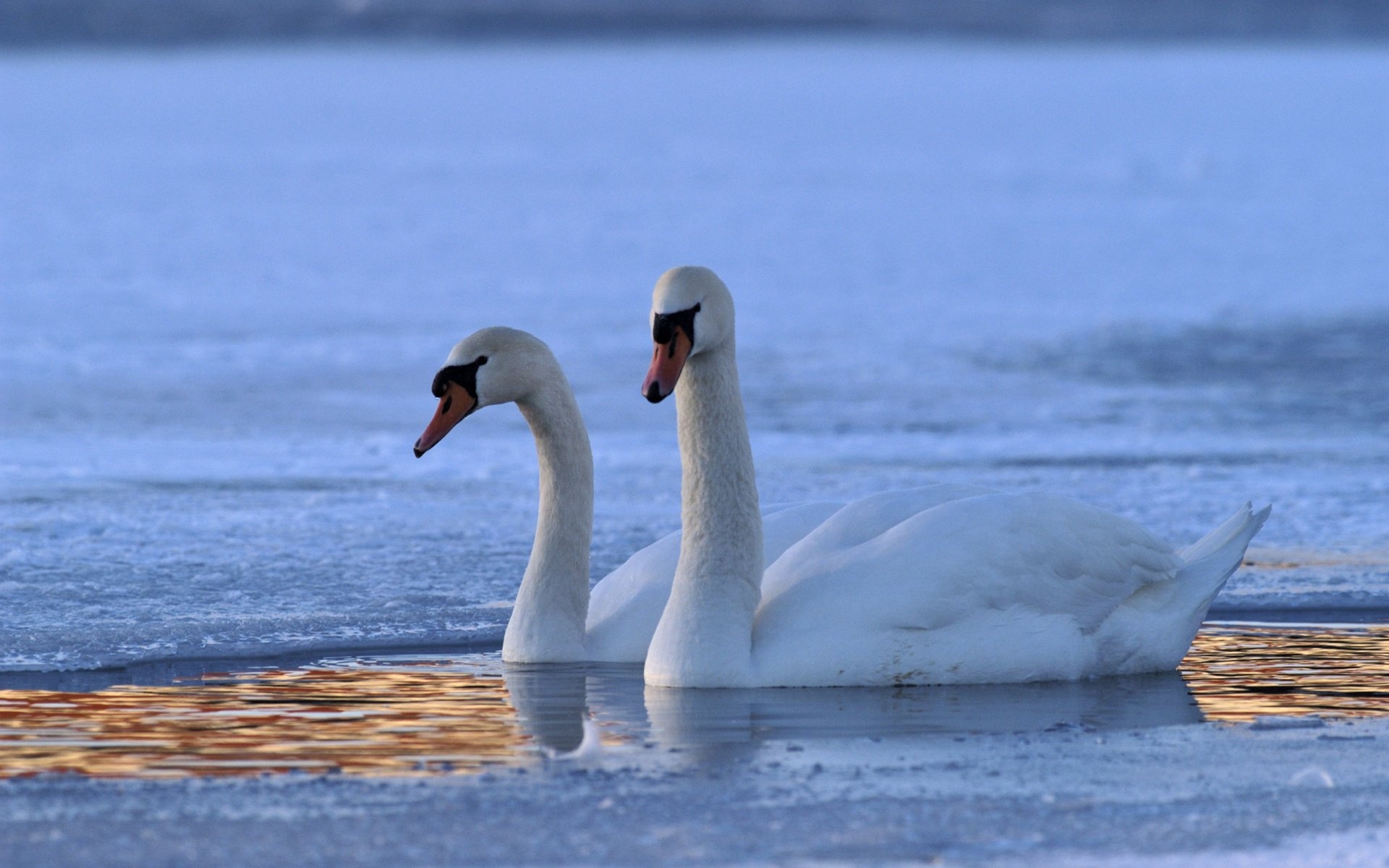 成双成对,动物,甜蜜,宽屏,2012Y十月30D,儿童桌面专用