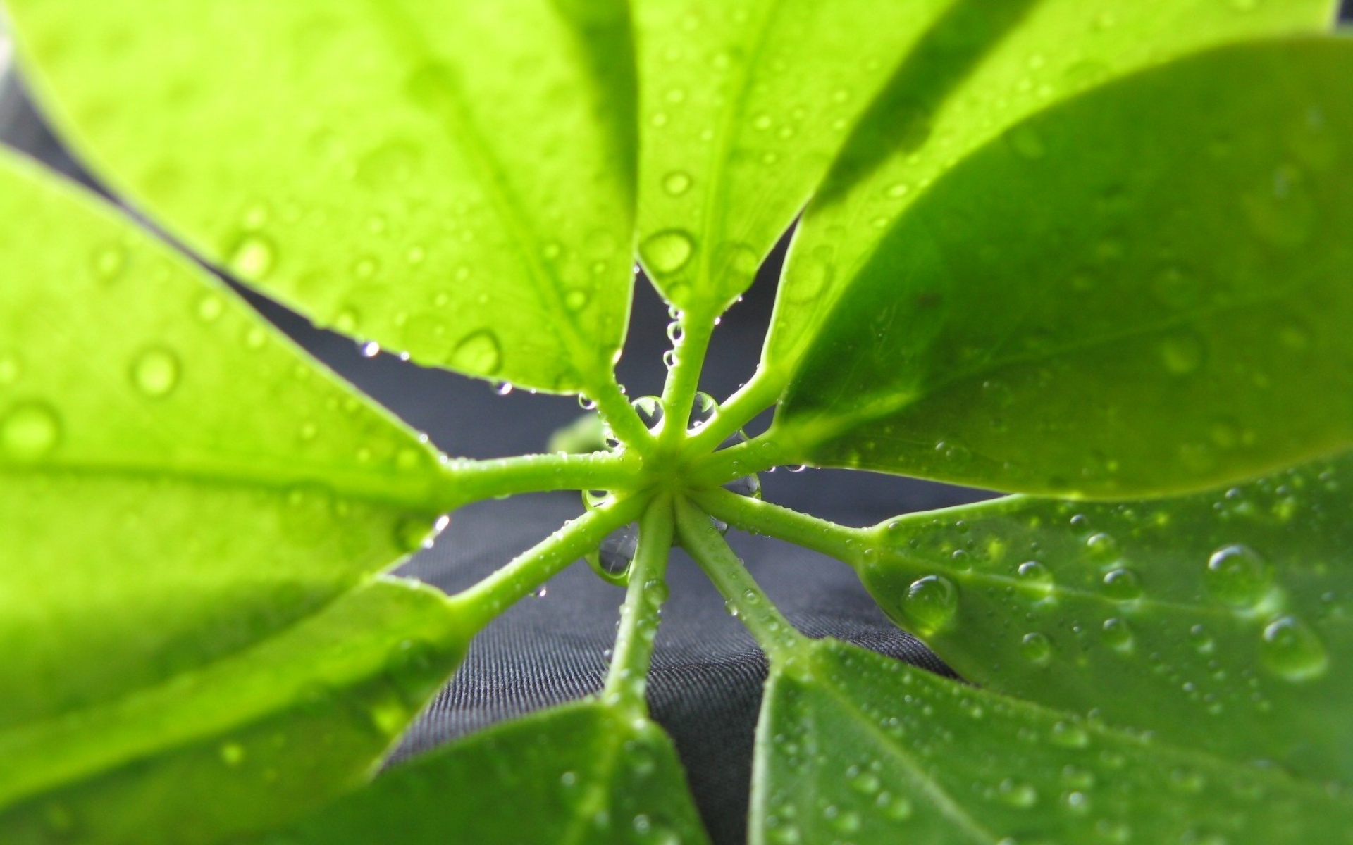 小清新,护眼壁纸,绿色,叶,儿童桌面专用