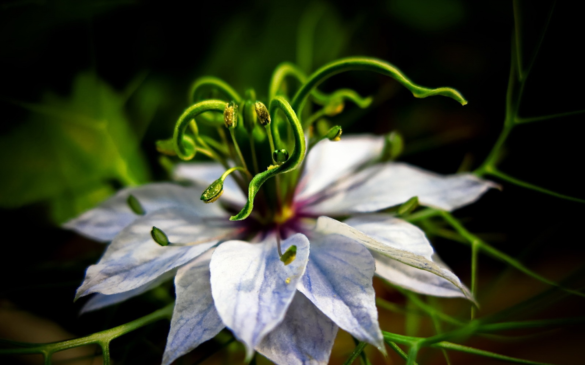 小清新,娇艳欲滴,花卉,儿童桌面专用