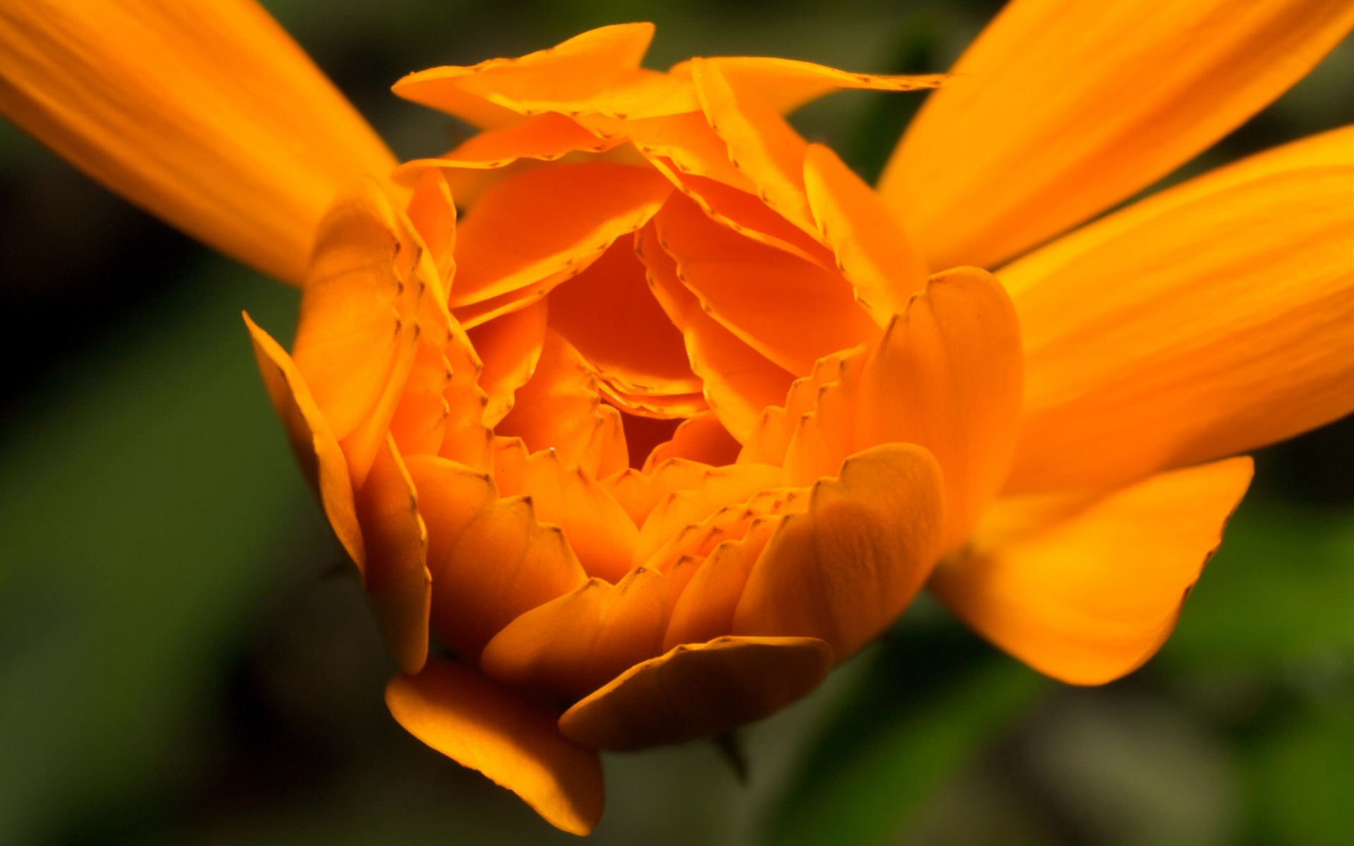 小清新,娇艳欲滴,花卉,儿童桌面专用