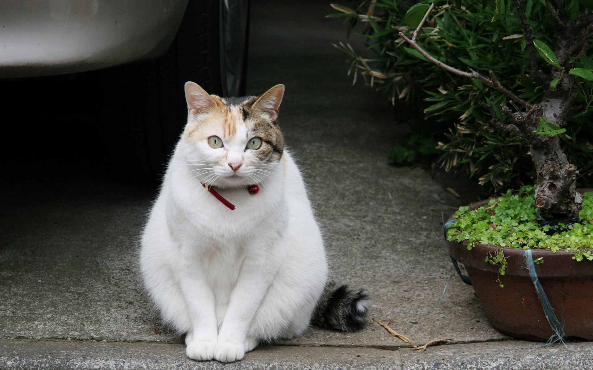 街角,小猫咪,摄影,高清,猫,动物,2012Y十月31D,儿童桌面专用