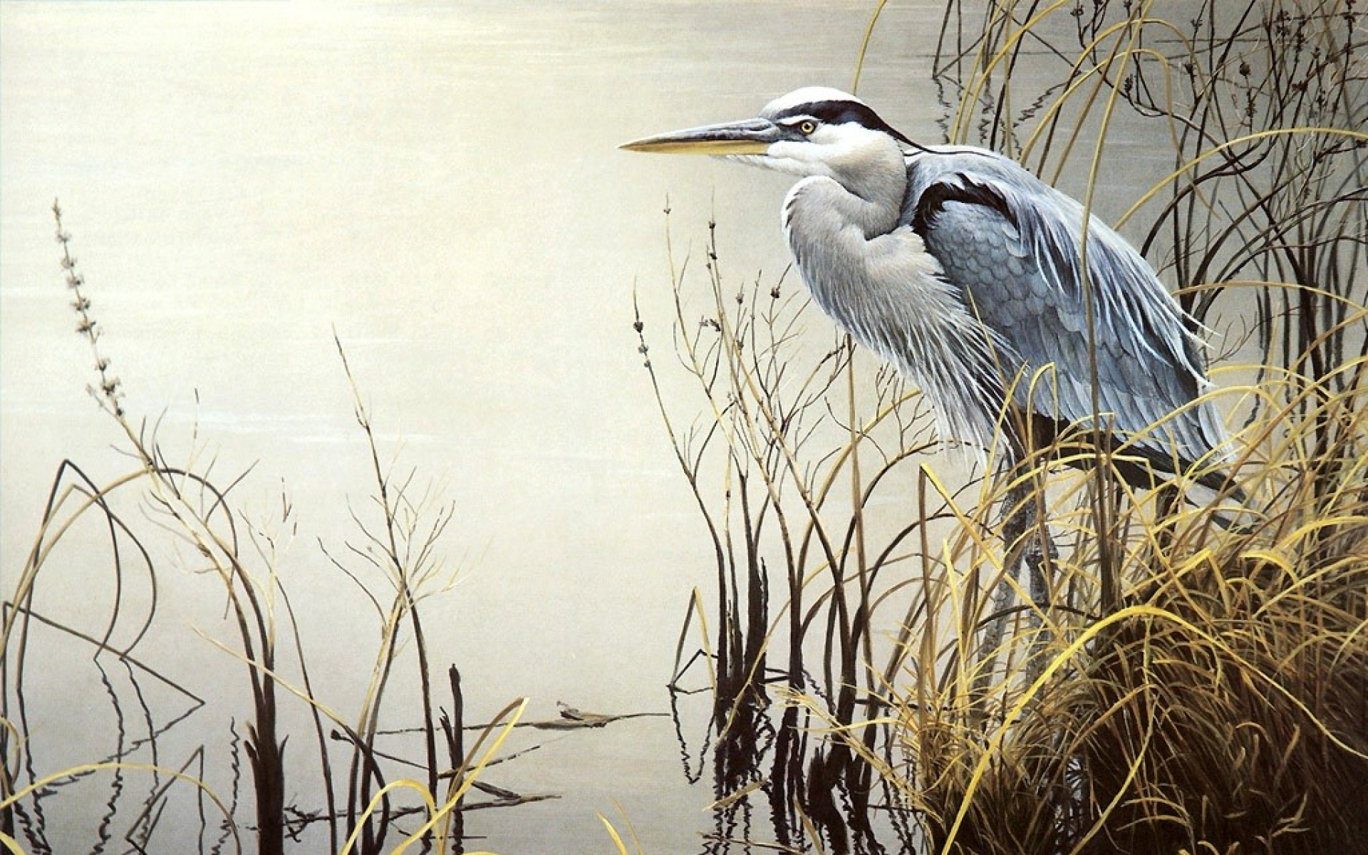 动物,绘画,风格,2012Y十一月04D,儿童桌面专用