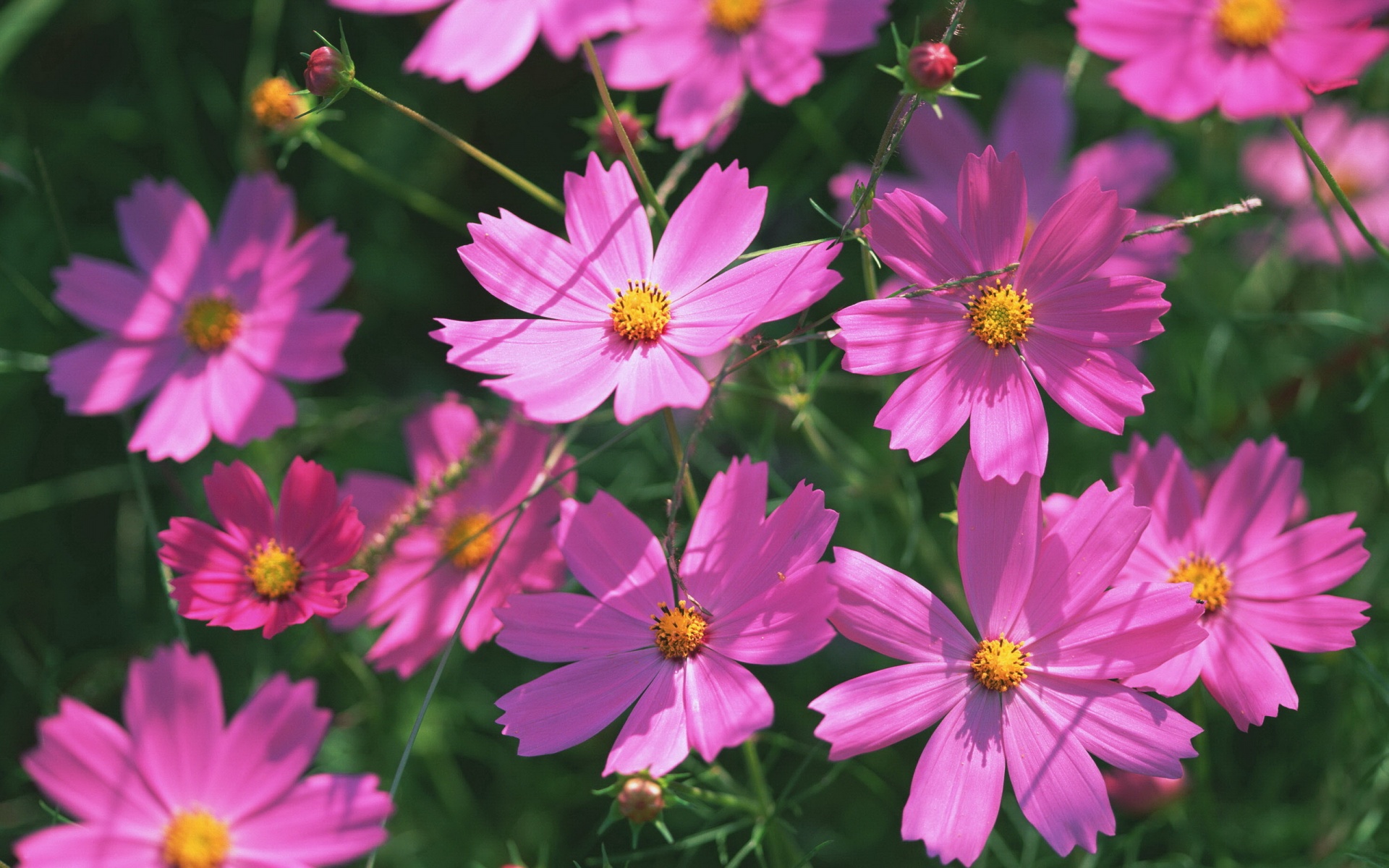小清新,鸟语花香,花卉,儿童桌面专用