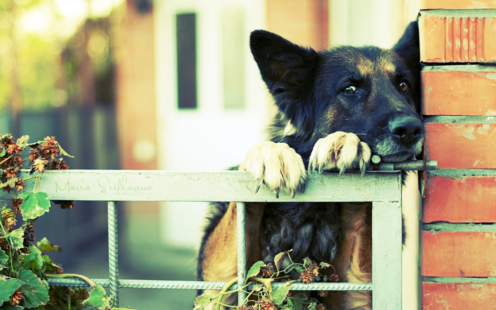 萌宠,动物,可爱,萌物,宠物,汪星人,狗,卖萌图,儿童桌面专用