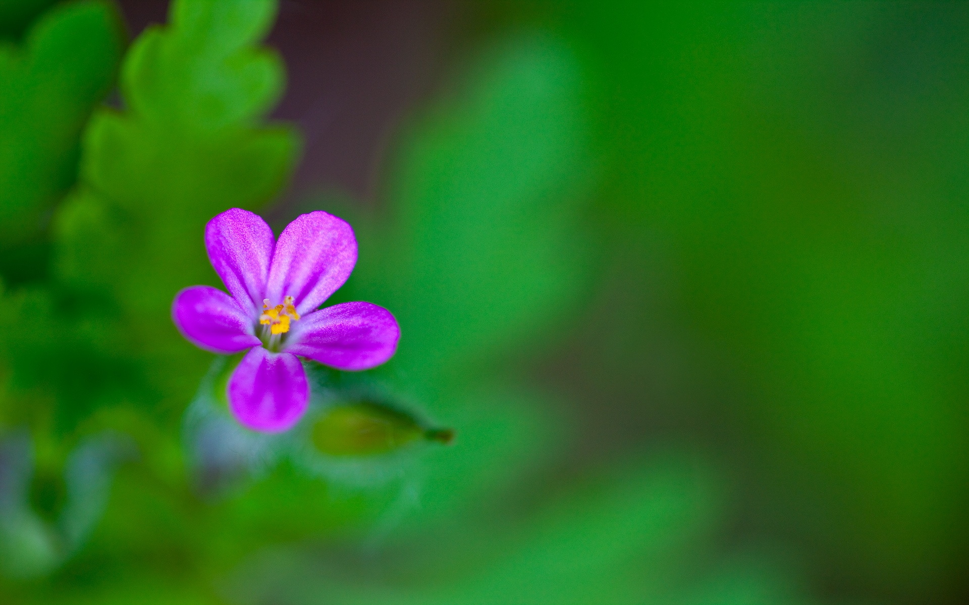 清新,花卉,浪漫,美丽2012Y十月28D,儿童桌面专用