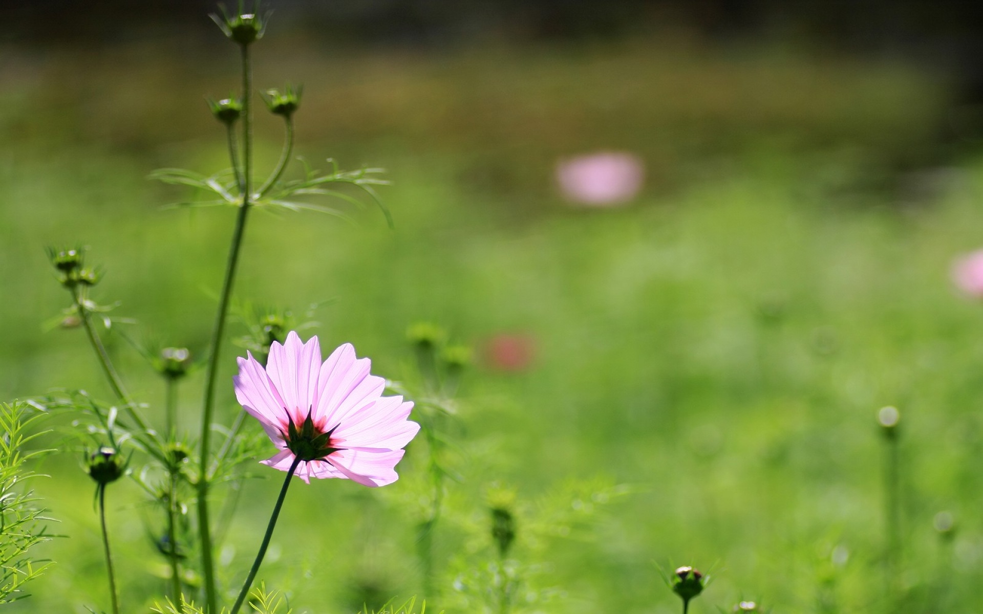 小清新,清新淡雅,花卉,儿童桌面专用