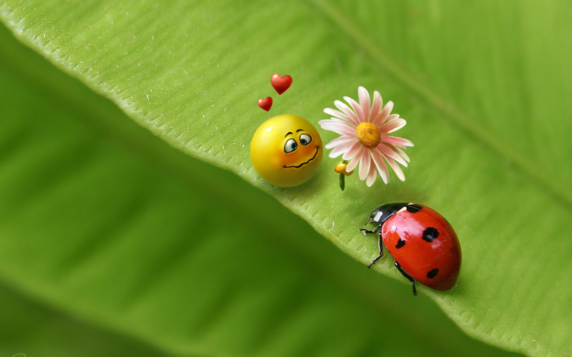 清新,花卉,浪漫,美丽,昆虫图,七星瓢虫,2012Y十月28D,儿童桌面专用