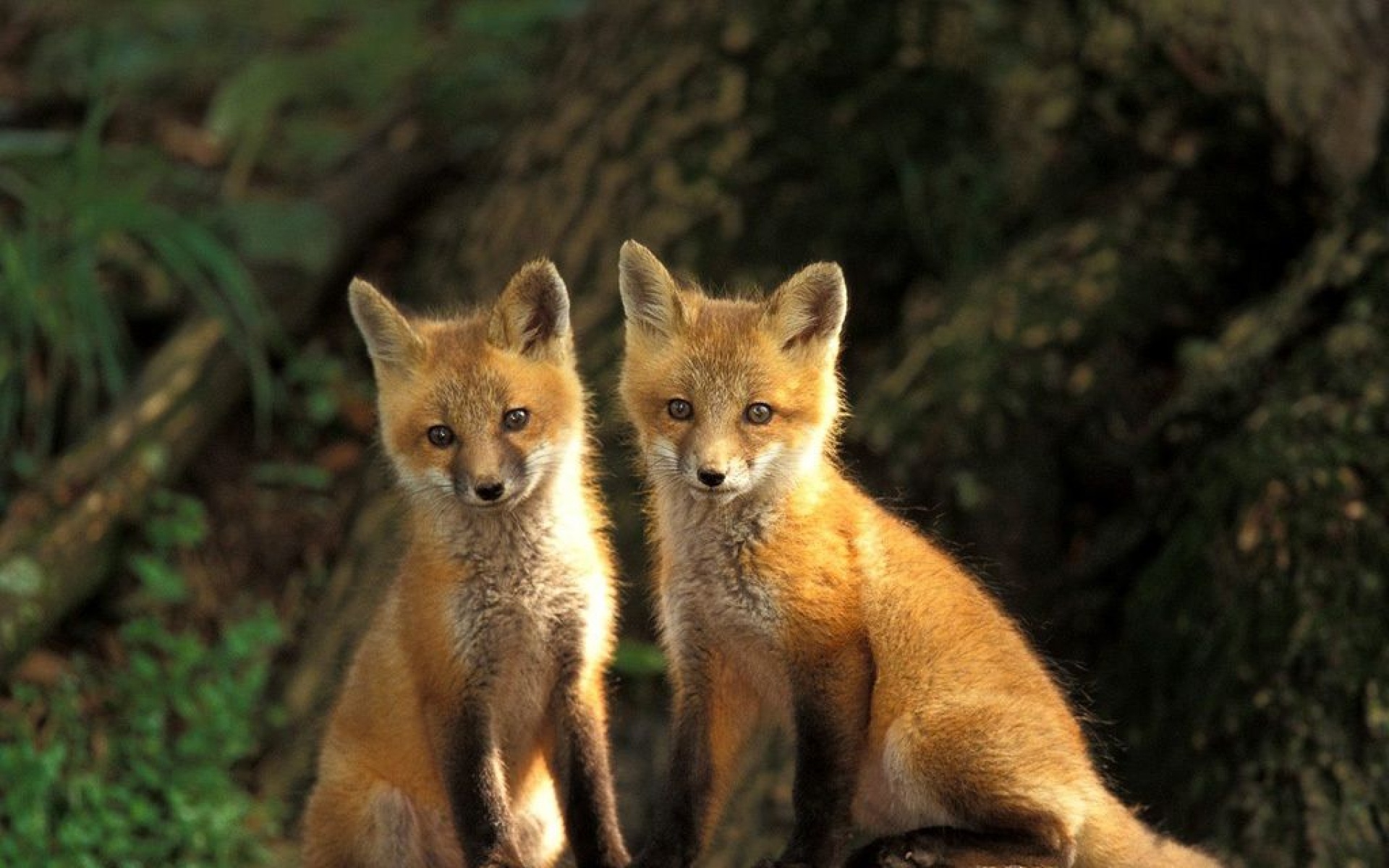 野生动物,儿童桌面专用