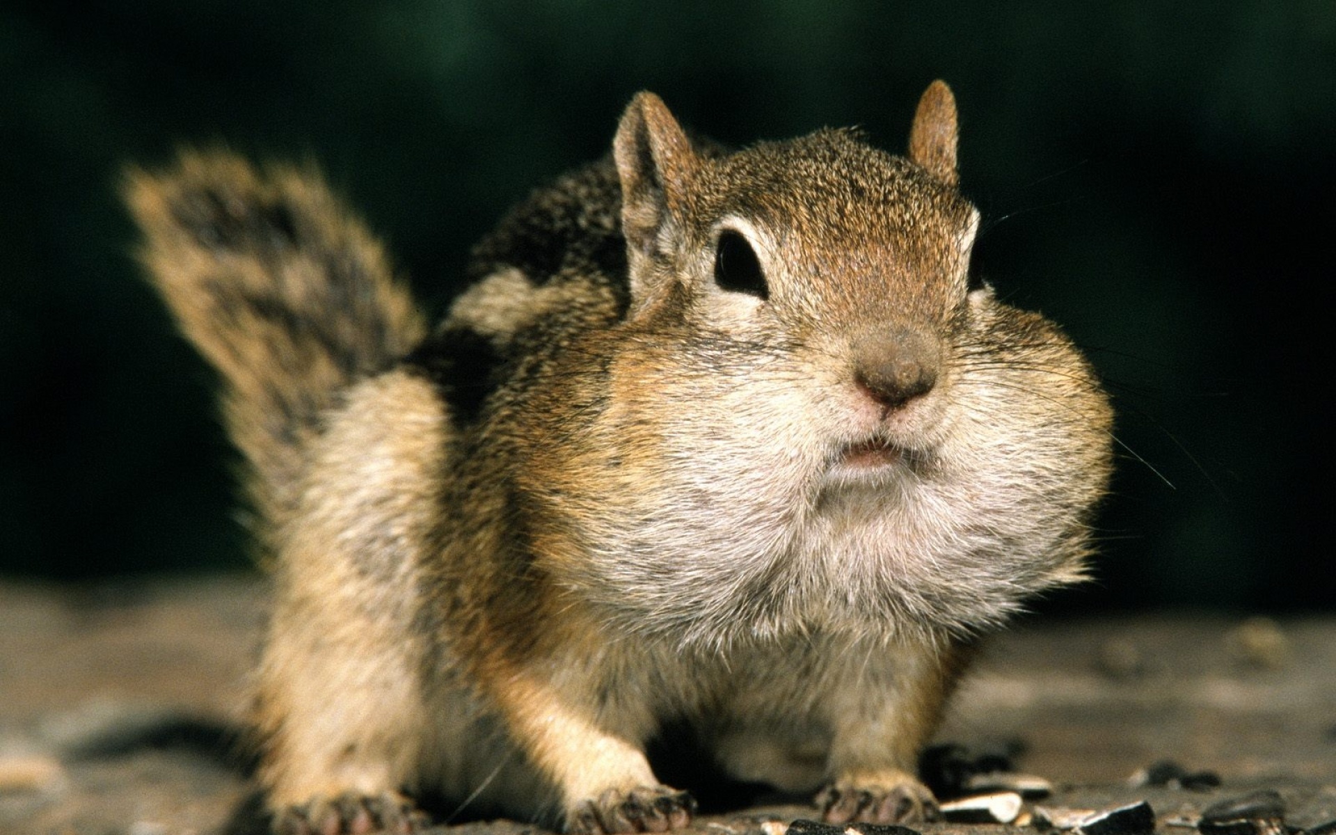 高清,动物,2012Y十一月12D,儿童桌面专用