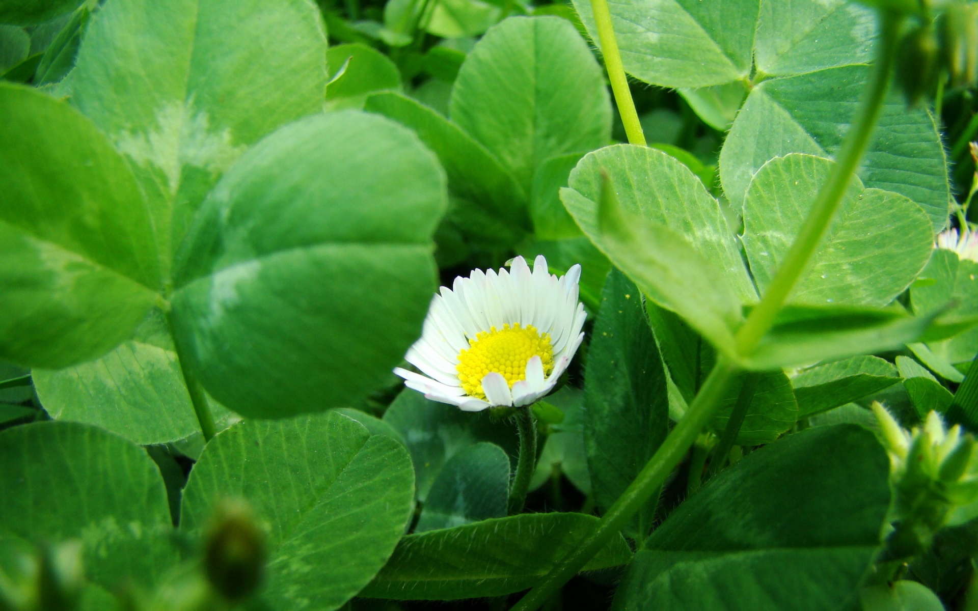 小清新,舒缓压力,花卉,绿色,儿童桌面专用