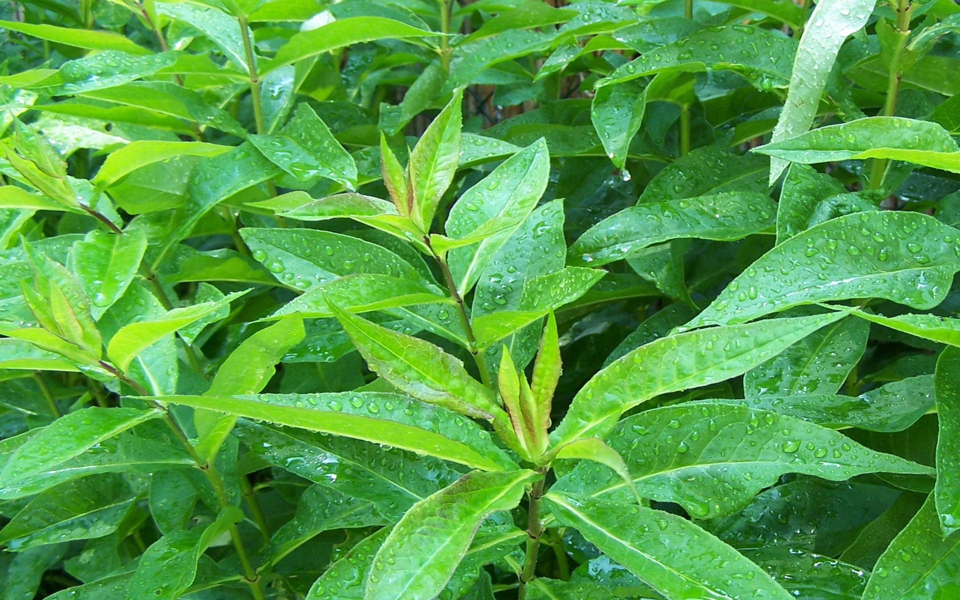 小清新,护眼壁纸,绿色,叶,植物,儿童桌面专用